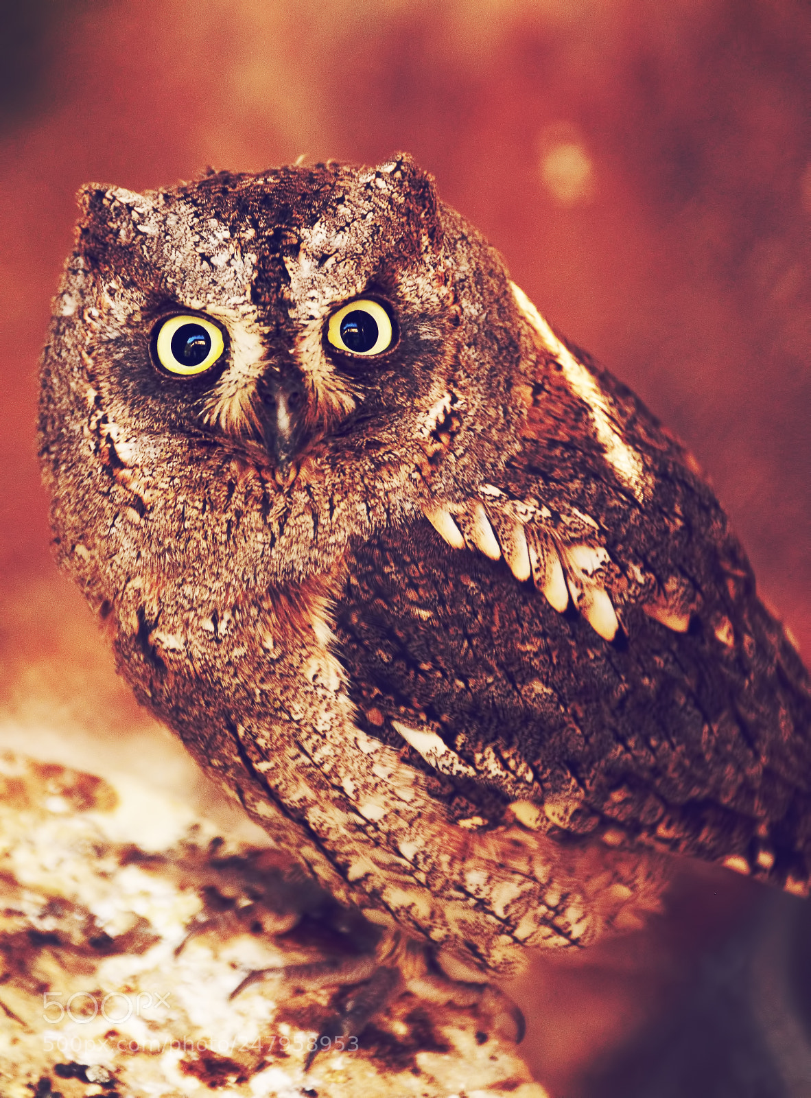 Nikon D800 sample photo. Owl photography