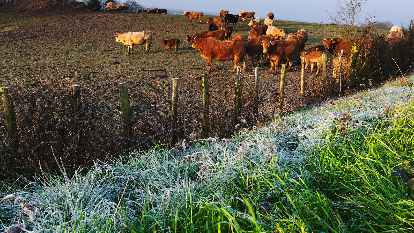 Nikon D90 sample photo. Frozen cows photography