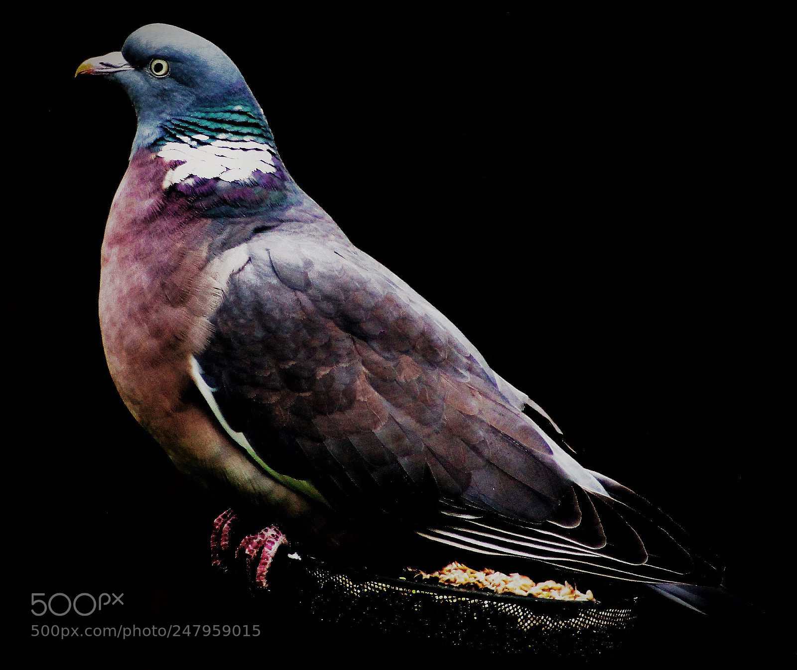 Canon EOS 700D (EOS Rebel T5i / EOS Kiss X7i) sample photo. Pigeon photography