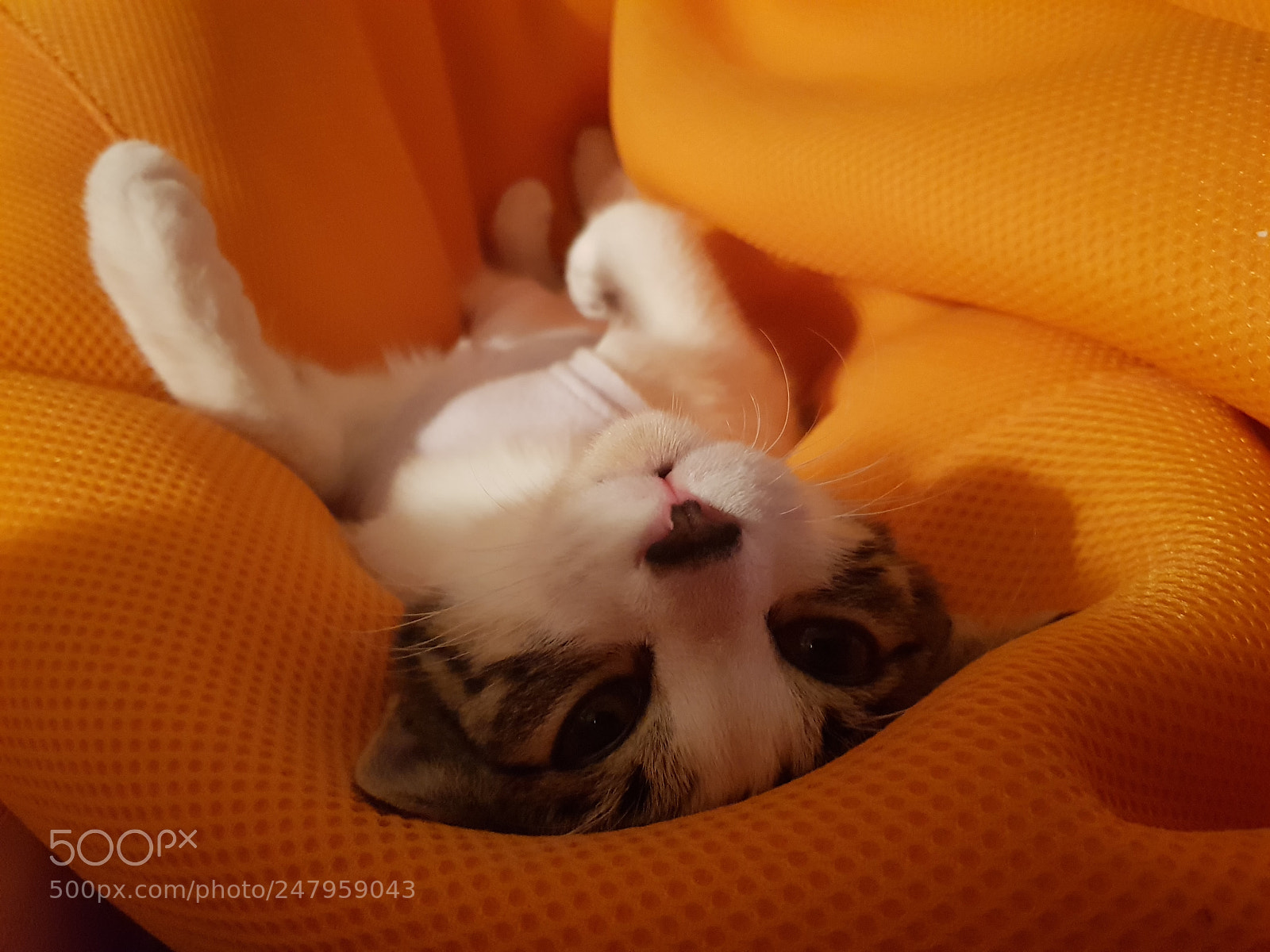 Samsung Galaxy S8+ sample photo. Cat1 photography