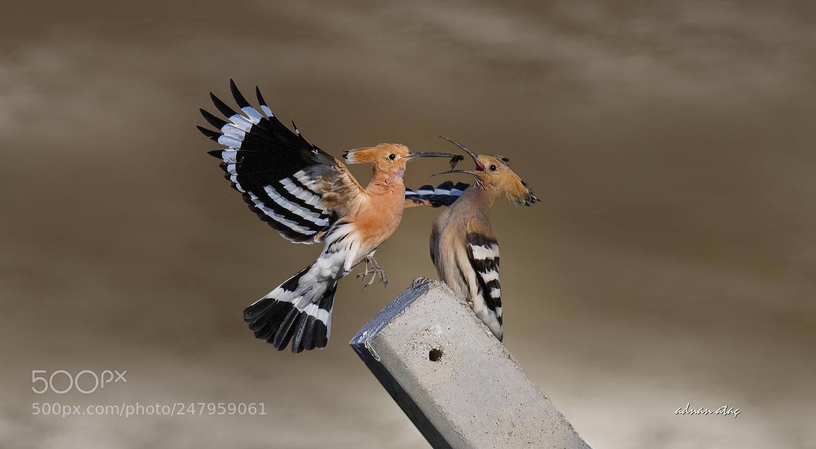 Nikon D5 sample photo. Bibik - eurasian hoopoe photography