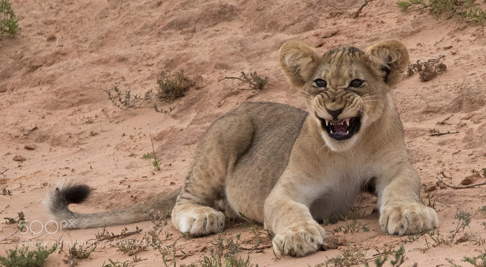 Canon EOS 7D Mark II sample photo. Dangerous lion photography