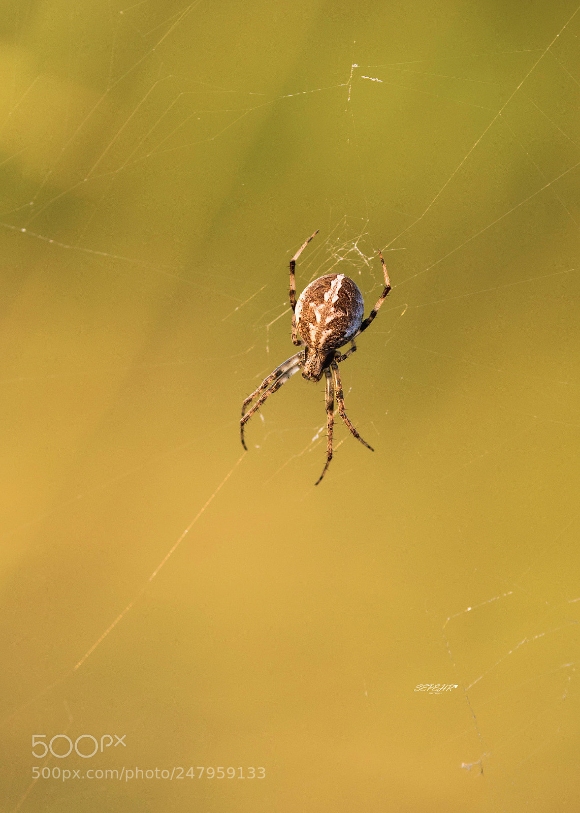 Nikon D7100 sample photo. Spider photography