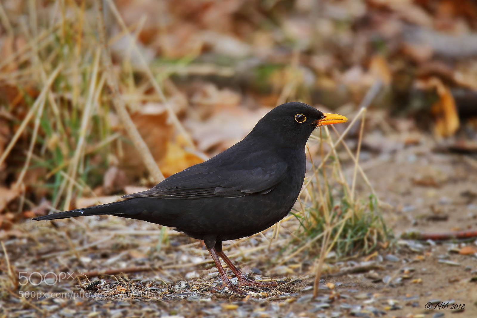 Canon EOS 7D Mark II sample photo. Blackbird male photography