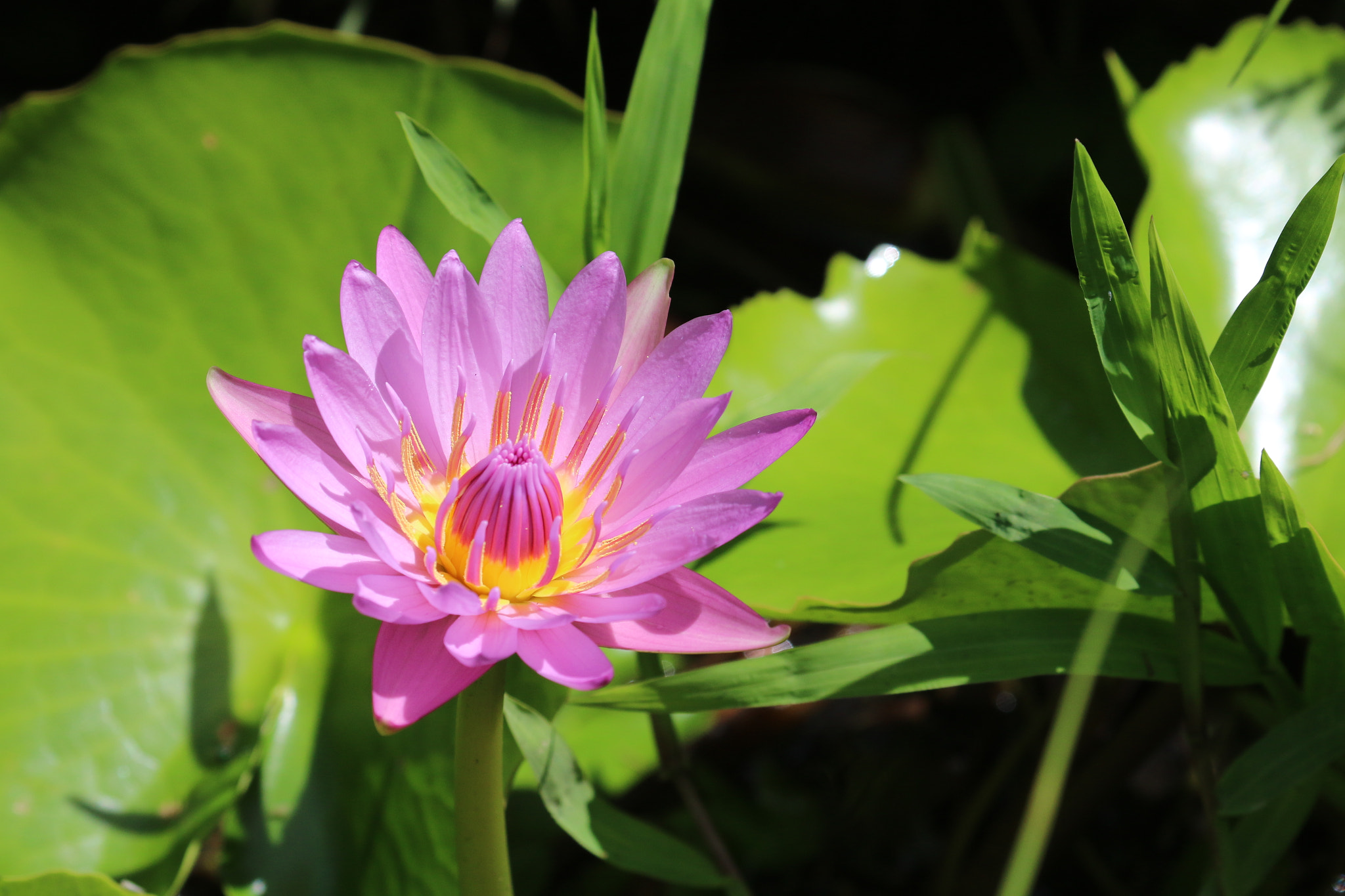 Canon EF 100-400mm F4.5-5.6L IS USM sample photo. Water lily on grenada, the caribbean photography