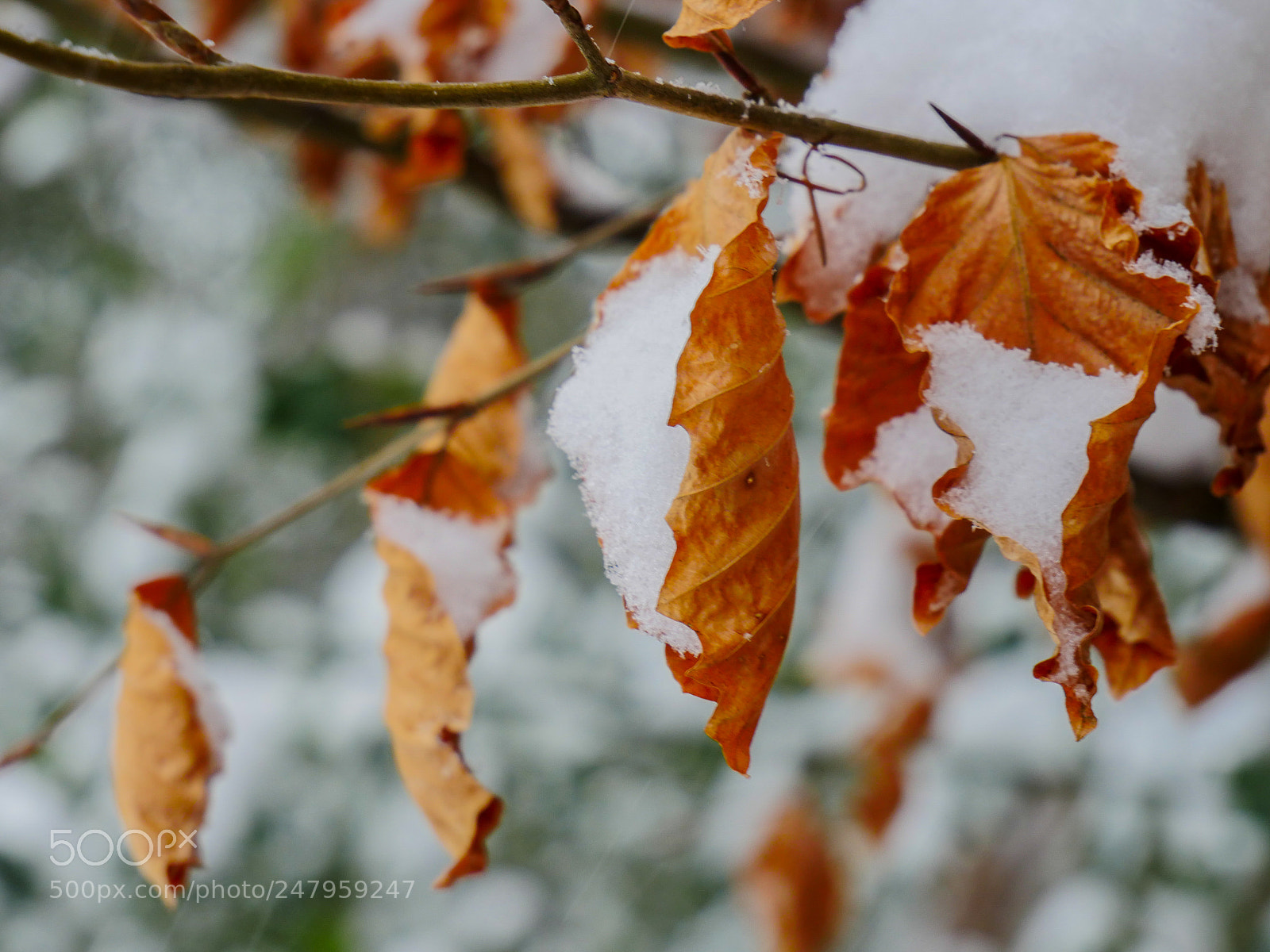 Panasonic Lumix DMC-GX8 sample photo. Snowy leaves photography