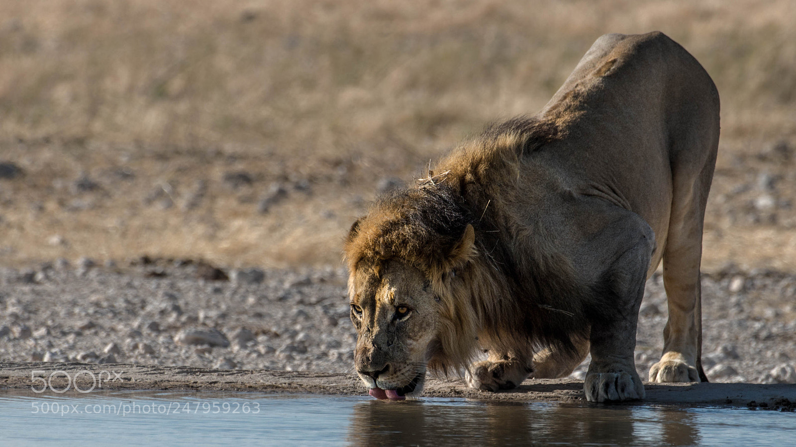 Pentax K-5 II sample photo. Lion drinking photography