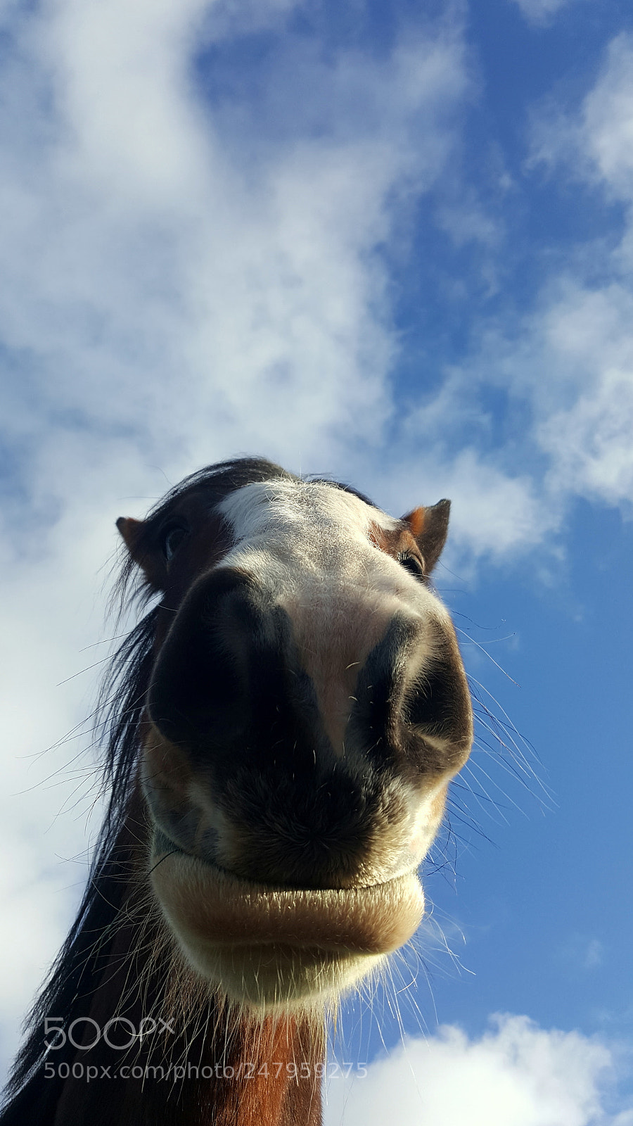 Samsung GALAXY S6 edge sample photo. Horse in the sky photography
