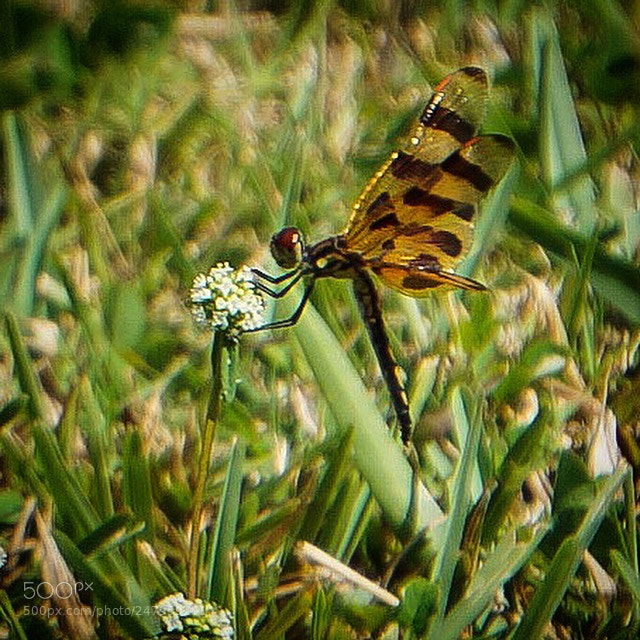 Sony a5100 sample photo. Dragonfly photography