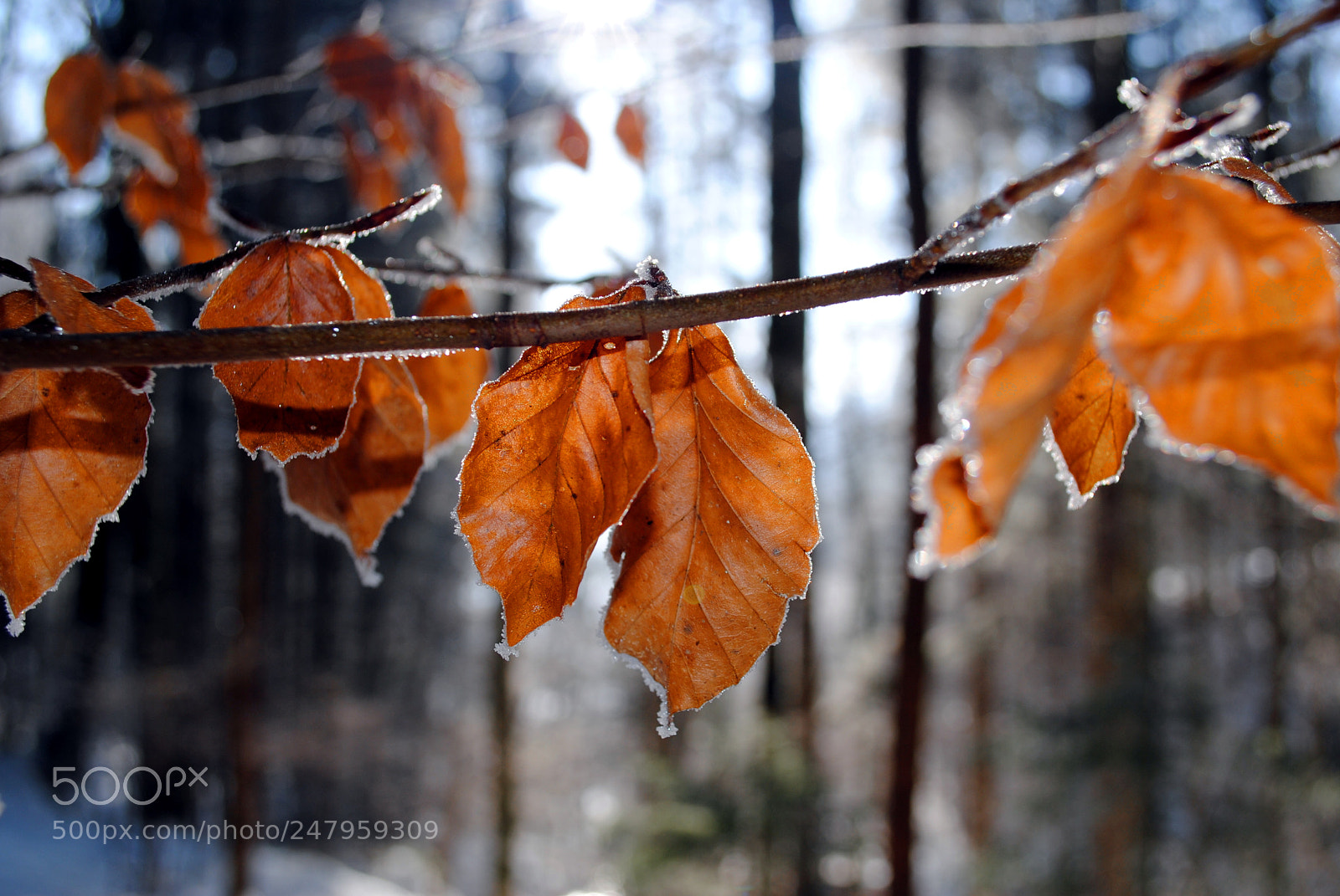 Nikon D3000 sample photo. Icy leaves photography