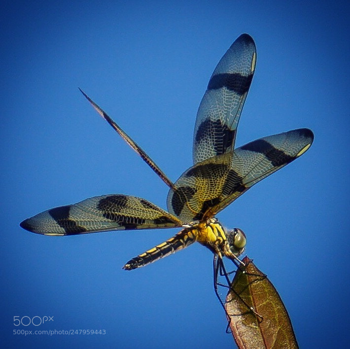 Sony a5100 sample photo. Dragonfly photography