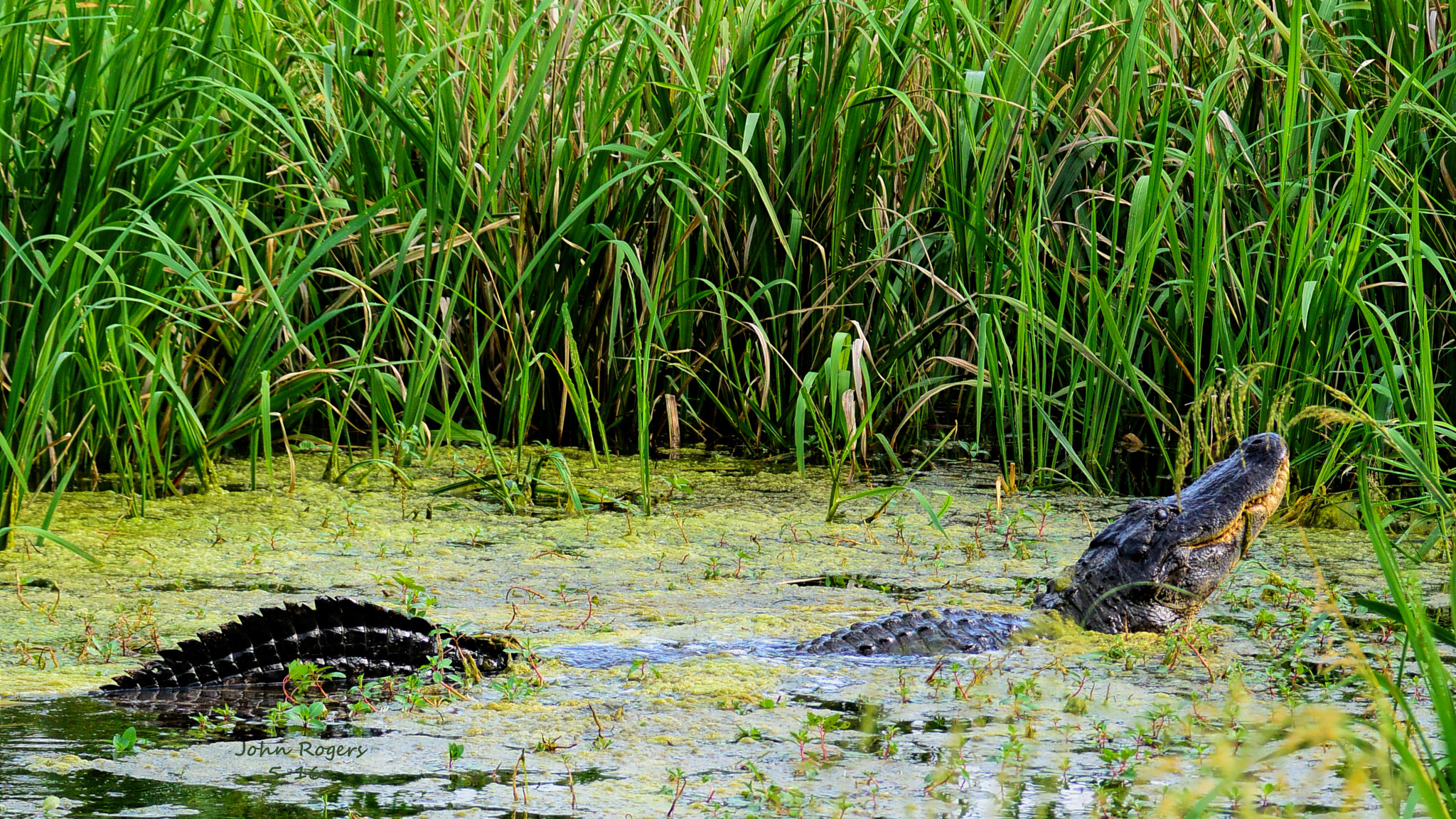 Nikon 1 V2 sample photo. Alligator vibrator photography