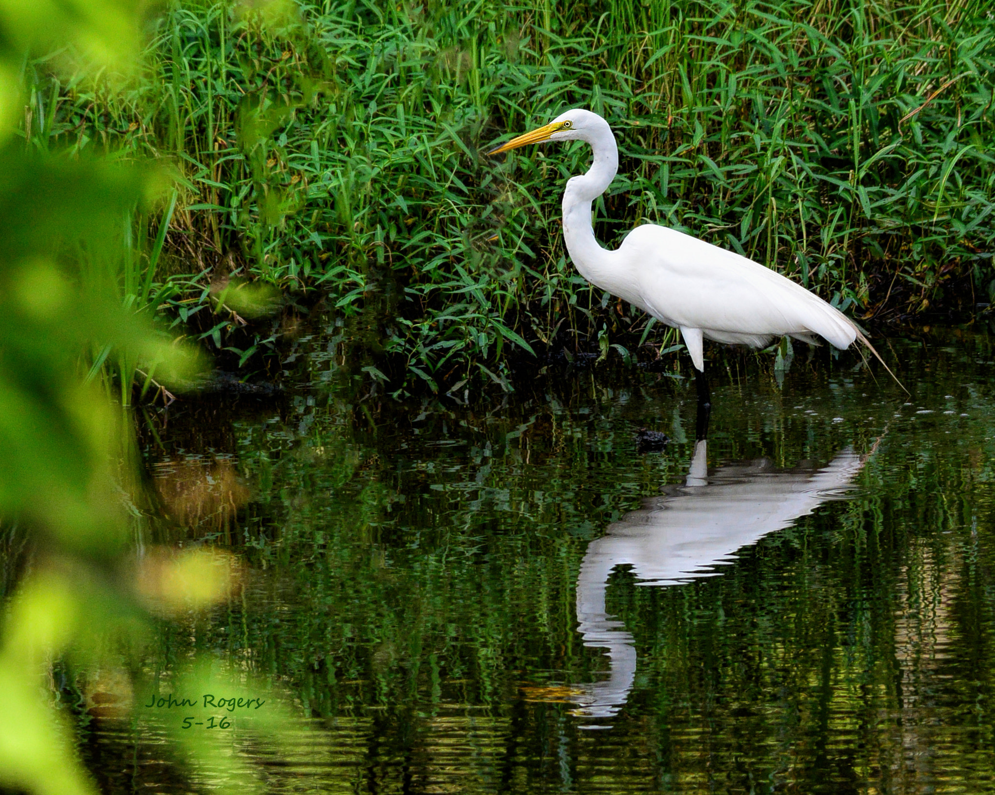 Nikon 1 V2 sample photo. Egret photography