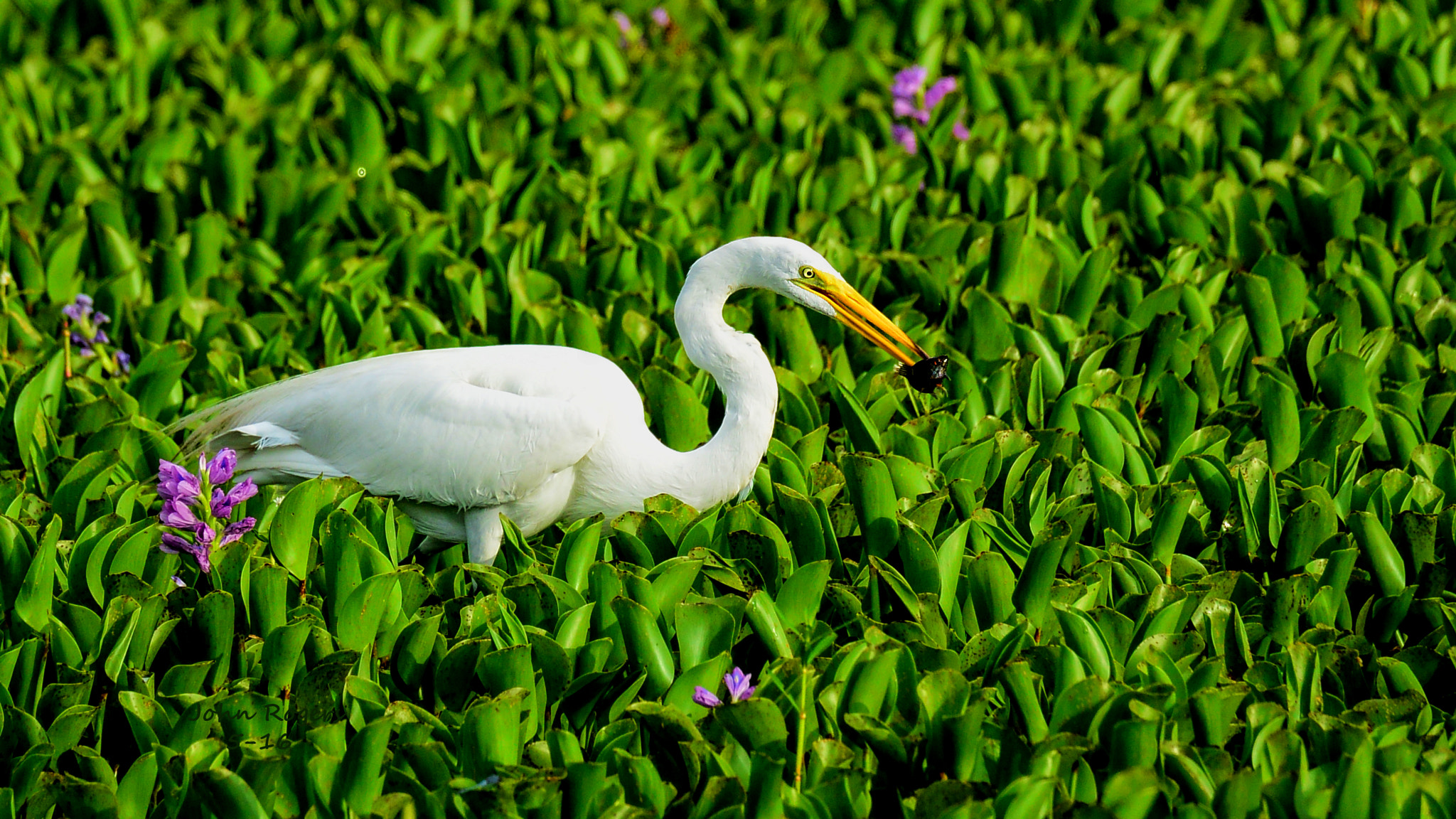 Nikon 1 V2 sample photo. Egret assassin photography