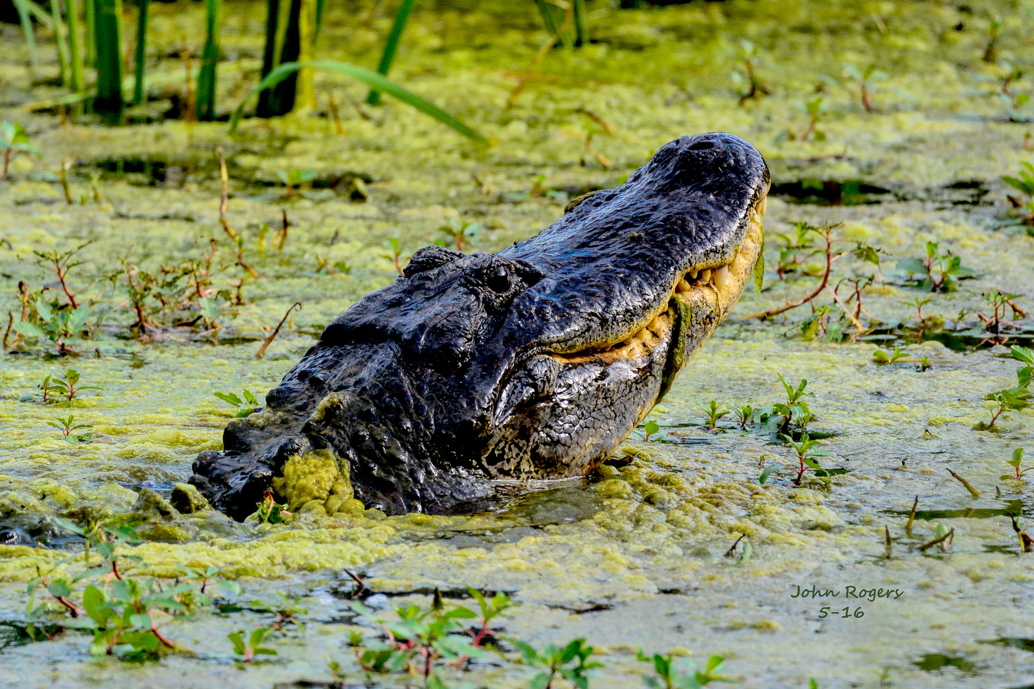 Nikon 1 V2 sample photo. Big daddy alligator- brazos bend state park photography