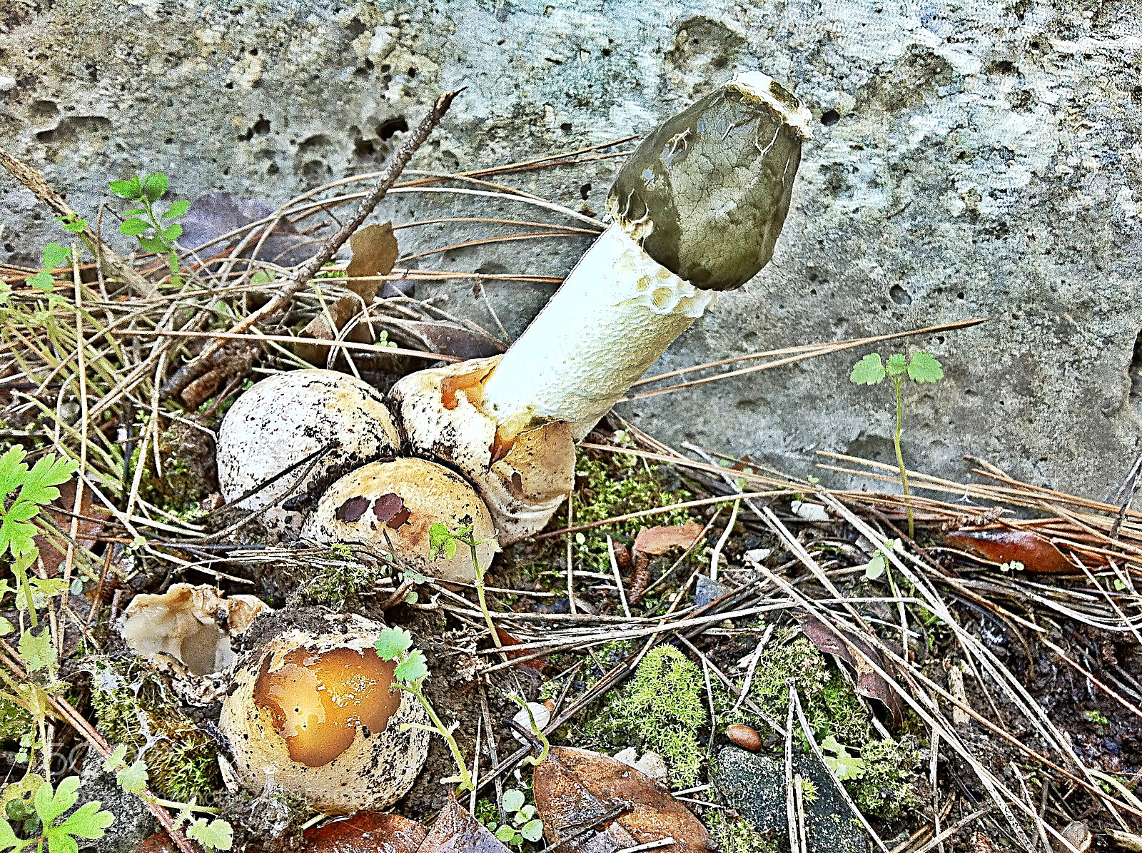 Apple iPhone 4 sample photo. Veselka mushroom mystery photography
