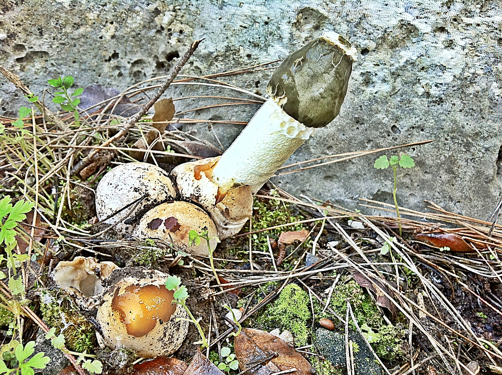 veselka mushroom Mystery de Onder SAHAN sur 500px.com