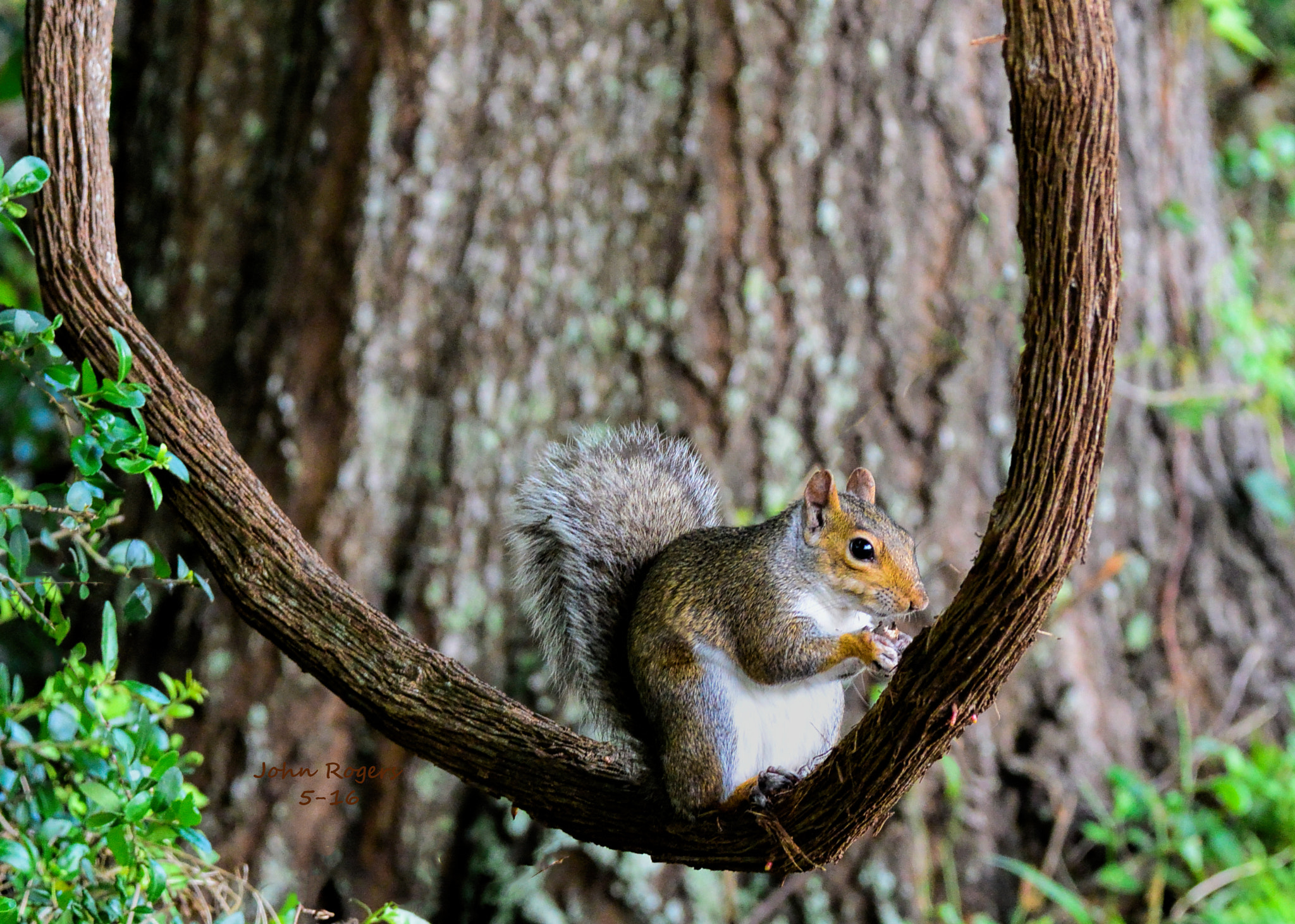 Nikon 1 V2 sample photo. Swinging squirrel  photography