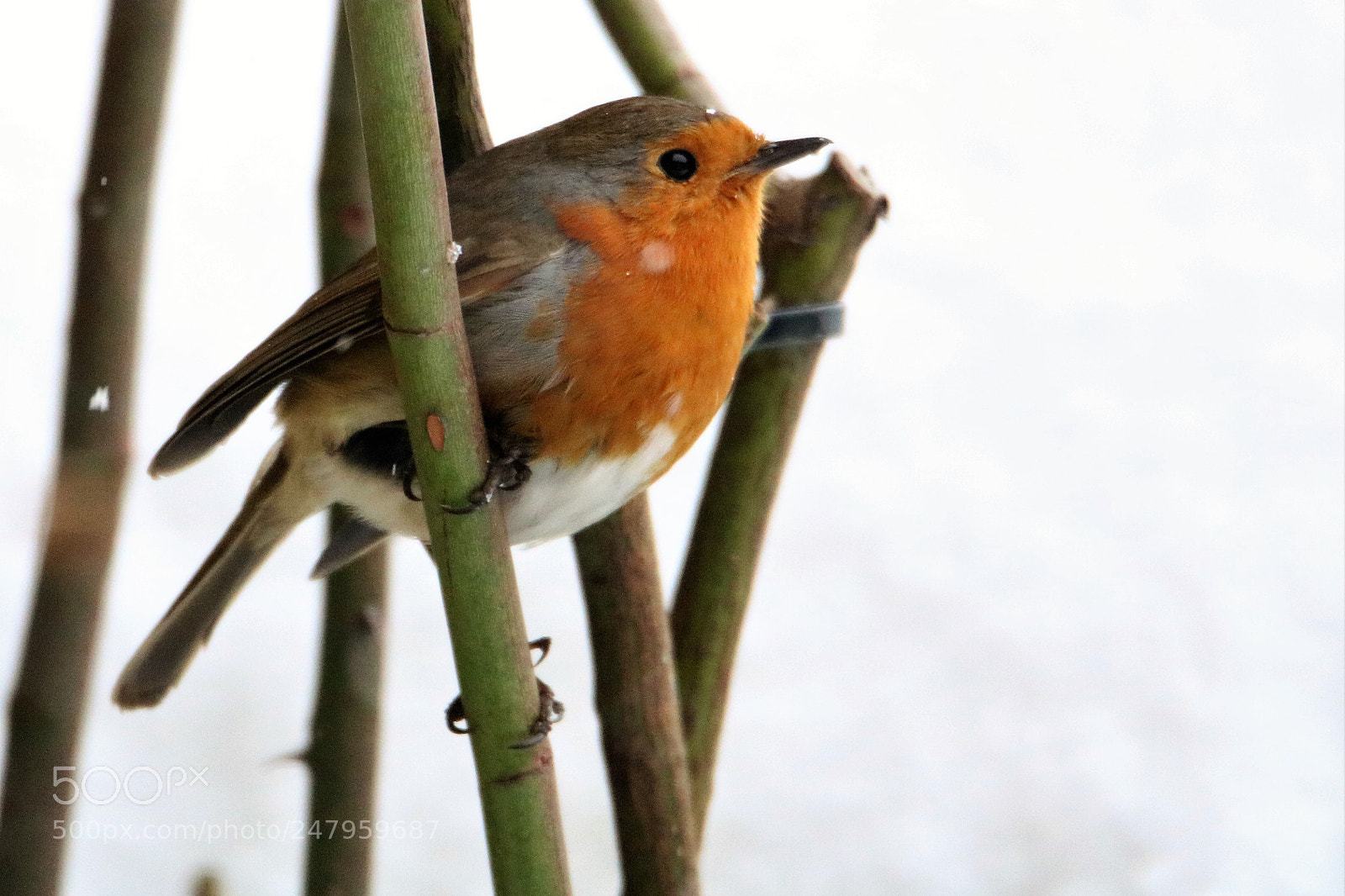 Canon EOS 750D (EOS Rebel T6i / EOS Kiss X8i) sample photo. Garden birds photography