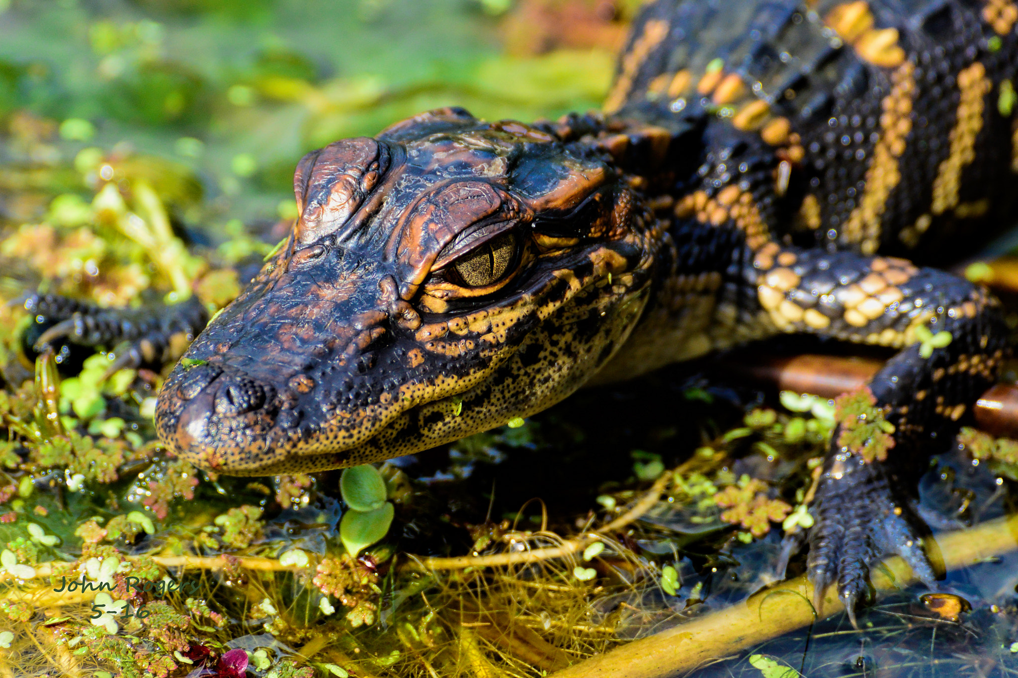 Nikon 1 V2 sample photo. Alligator youngster - brazos bend state park photography