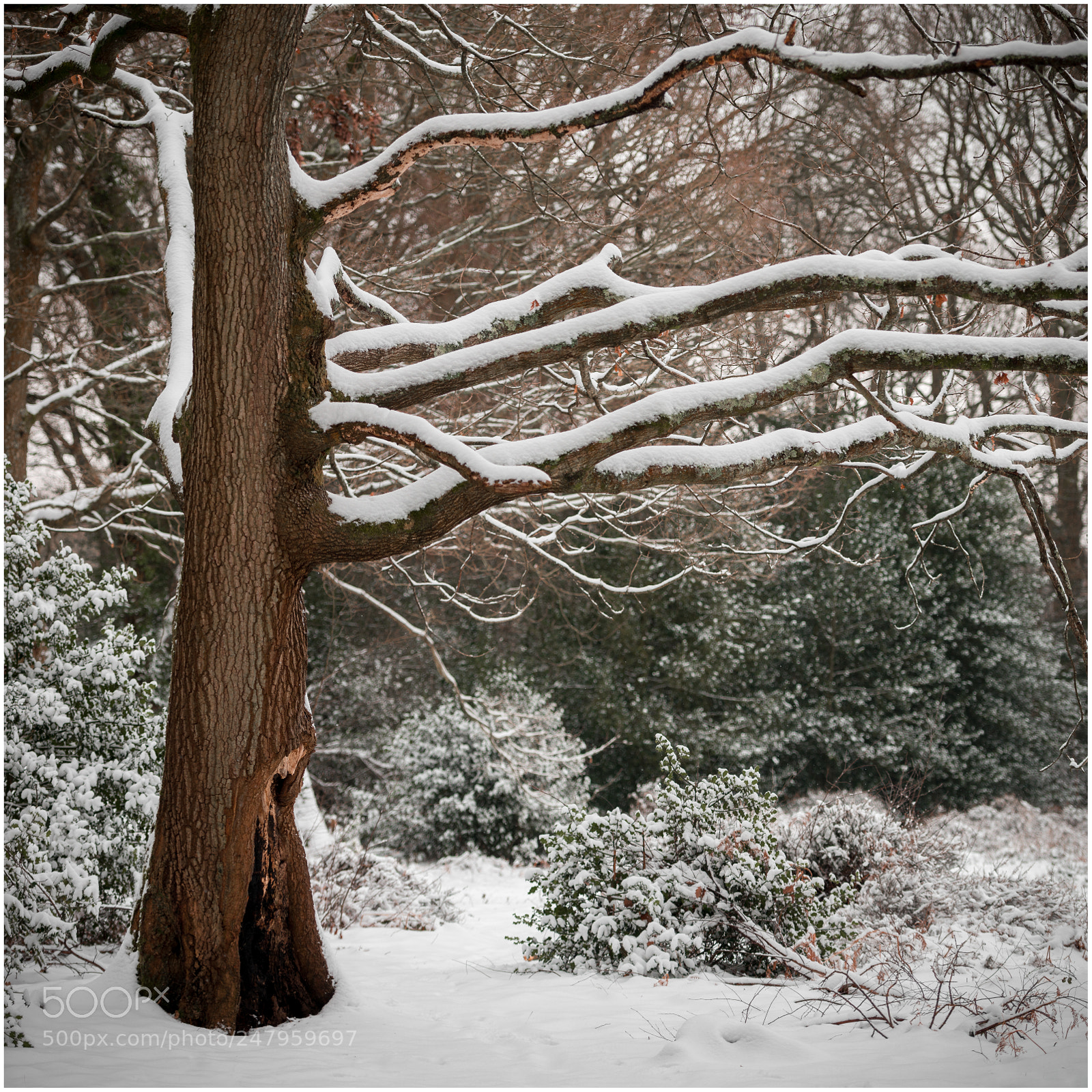 Nikon D800 sample photo. Snowy branches photography