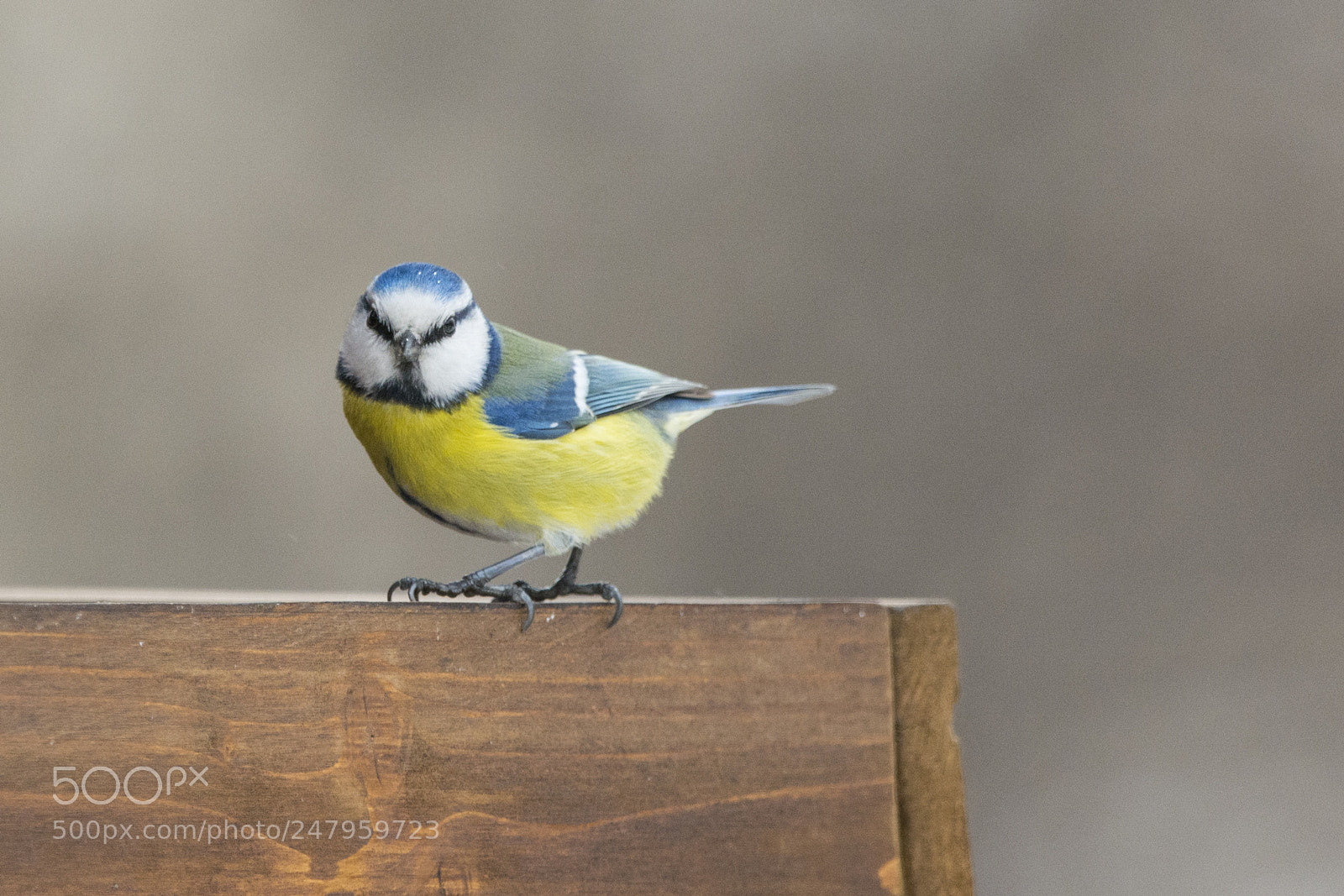 Nikon D7100 sample photo. Eurasian blue tit photography