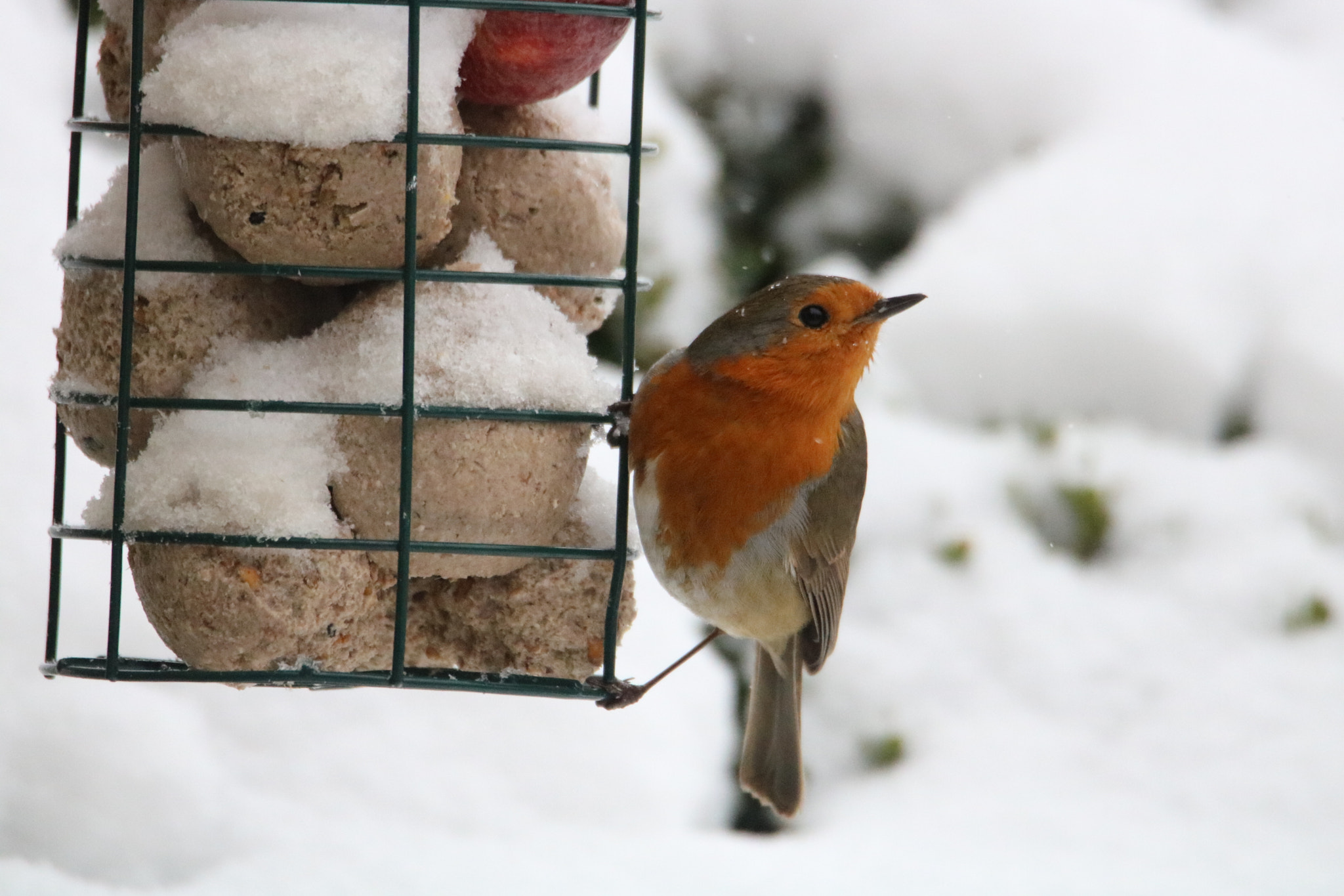 Canon EOS 750D (EOS Rebel T6i / EOS Kiss X8i) sample photo. Garden birds photography