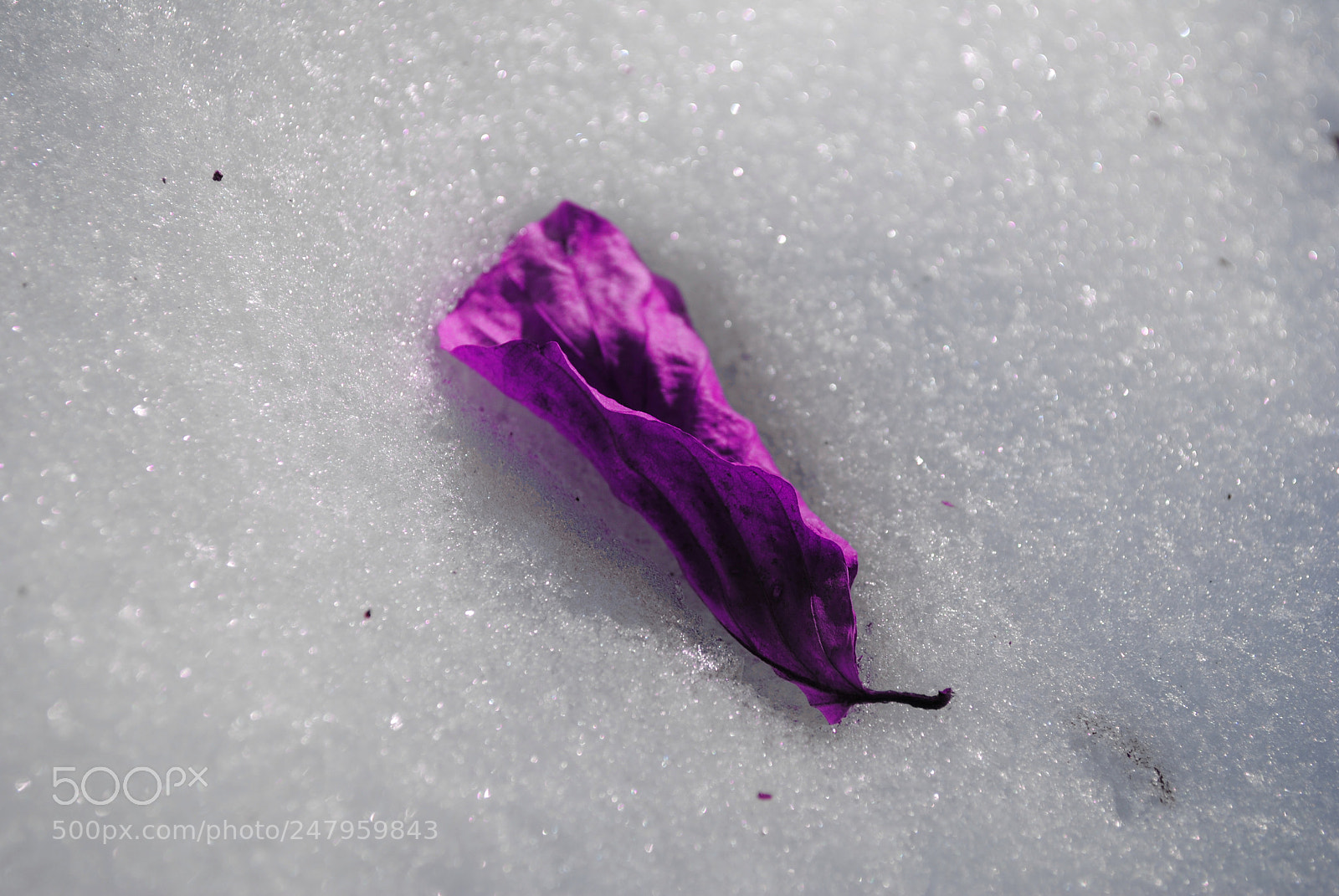 Nikon D3000 sample photo. Pink leaf photography