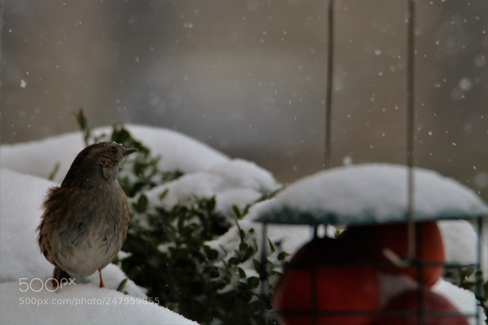 Canon EOS 750D (EOS Rebel T6i / EOS Kiss X8i) sample photo. Garden birds photography