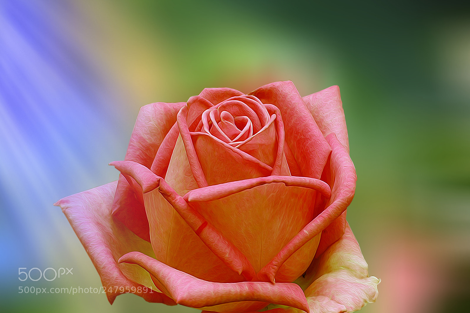 Nikon D7100 sample photo. Untitled photography