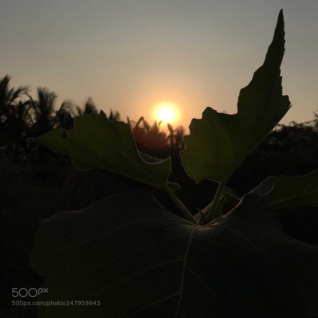 Apple iPhone 6s sample photo. Mother nature  photography