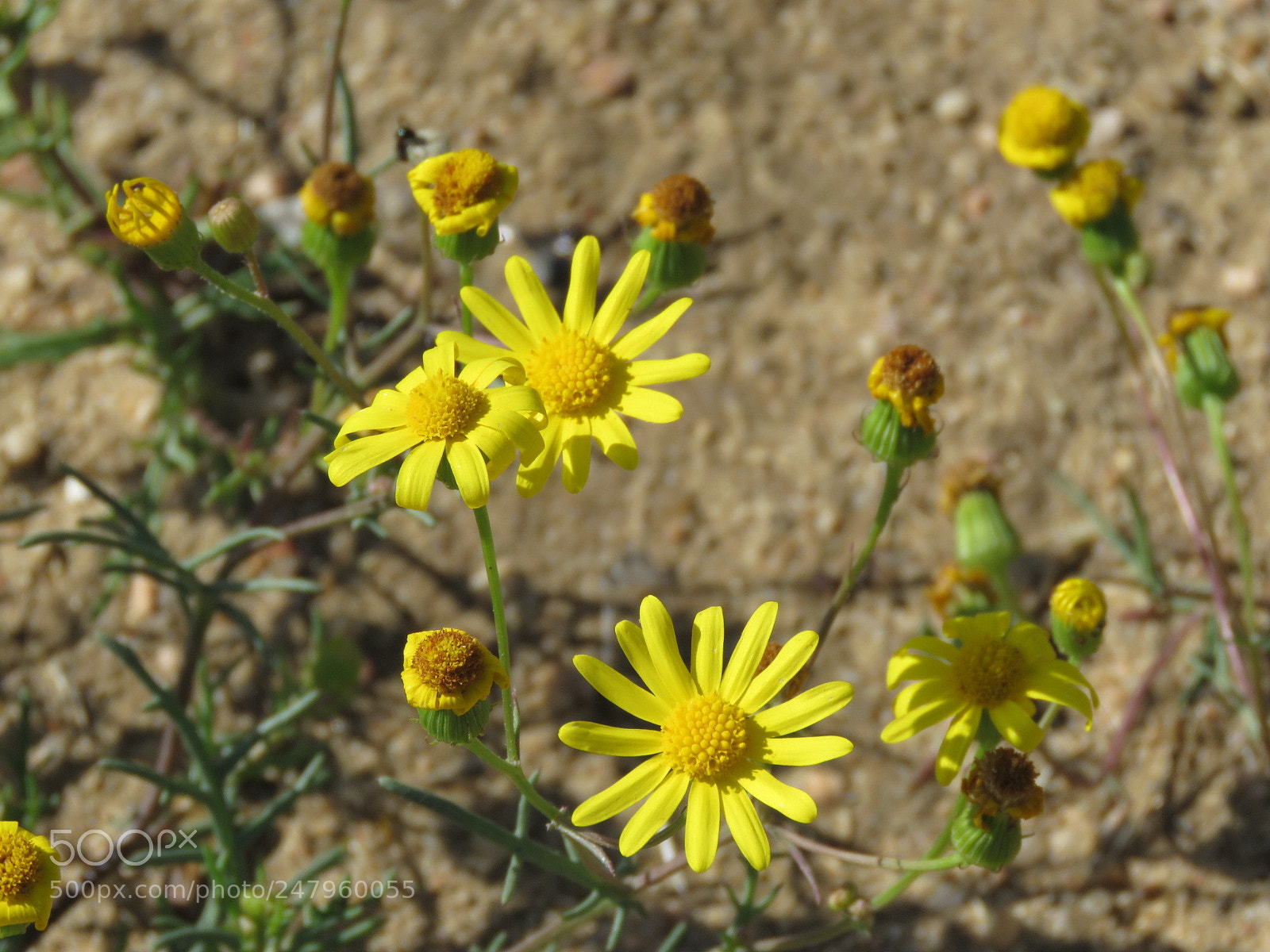 Canon PowerShot SX60 HS sample photo. Untitled photography