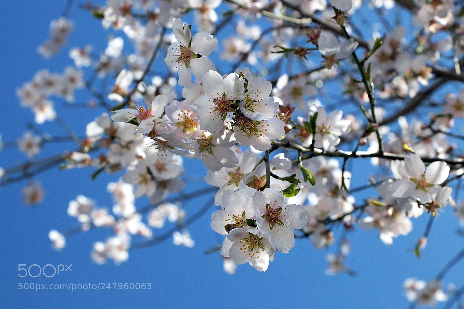 Canon EOS 80D sample photo. Blooming almond tree branches photography