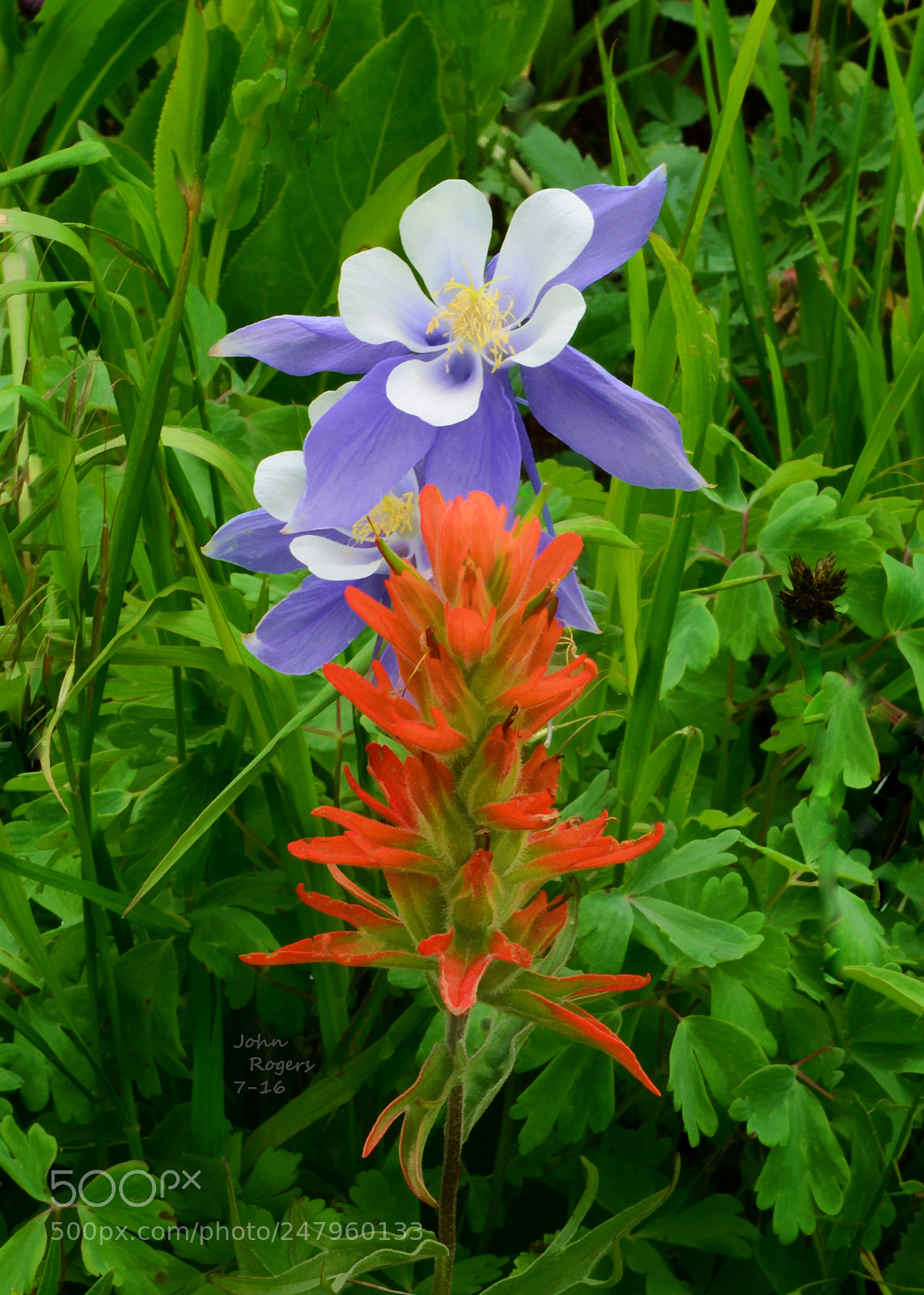 Nikon D800 sample photo. Copy photography