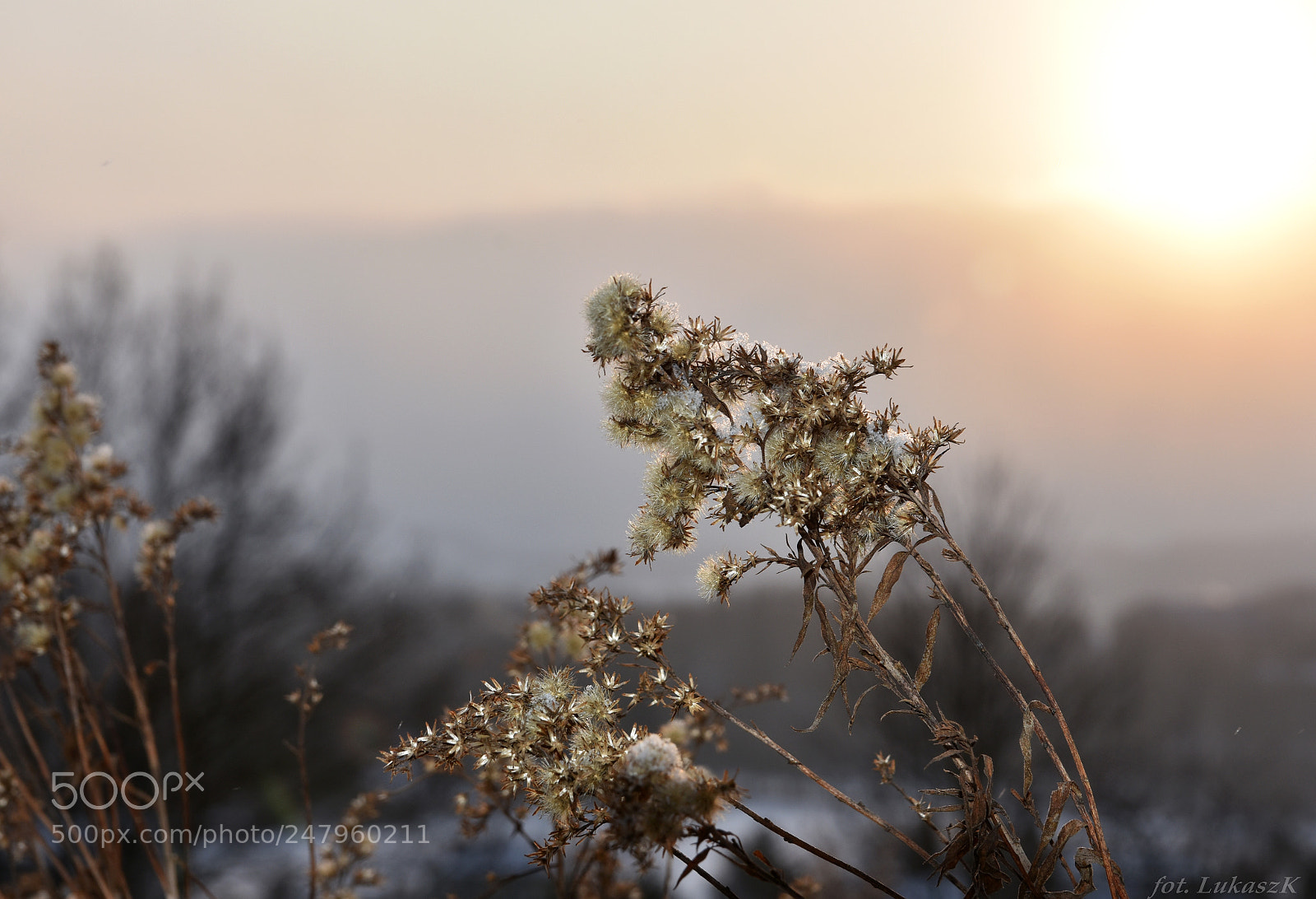 Nikon D7200 sample photo. Zasuszone-1 photography