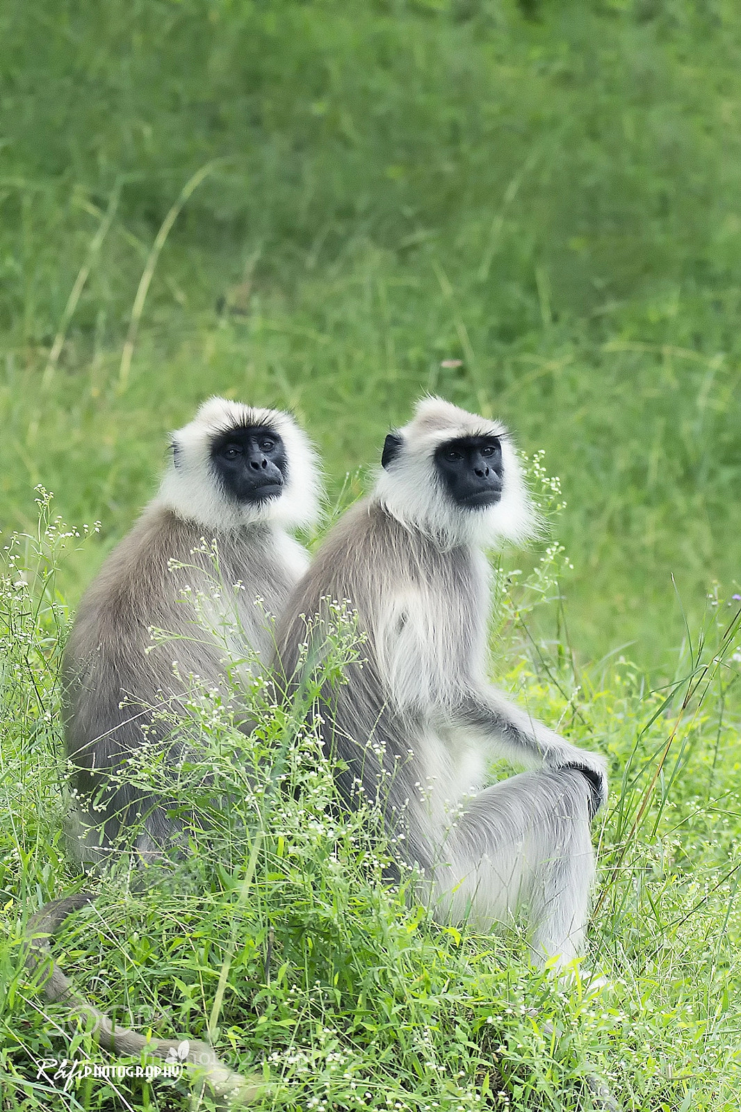 Nikon D7200 sample photo. Hanuman langur photography