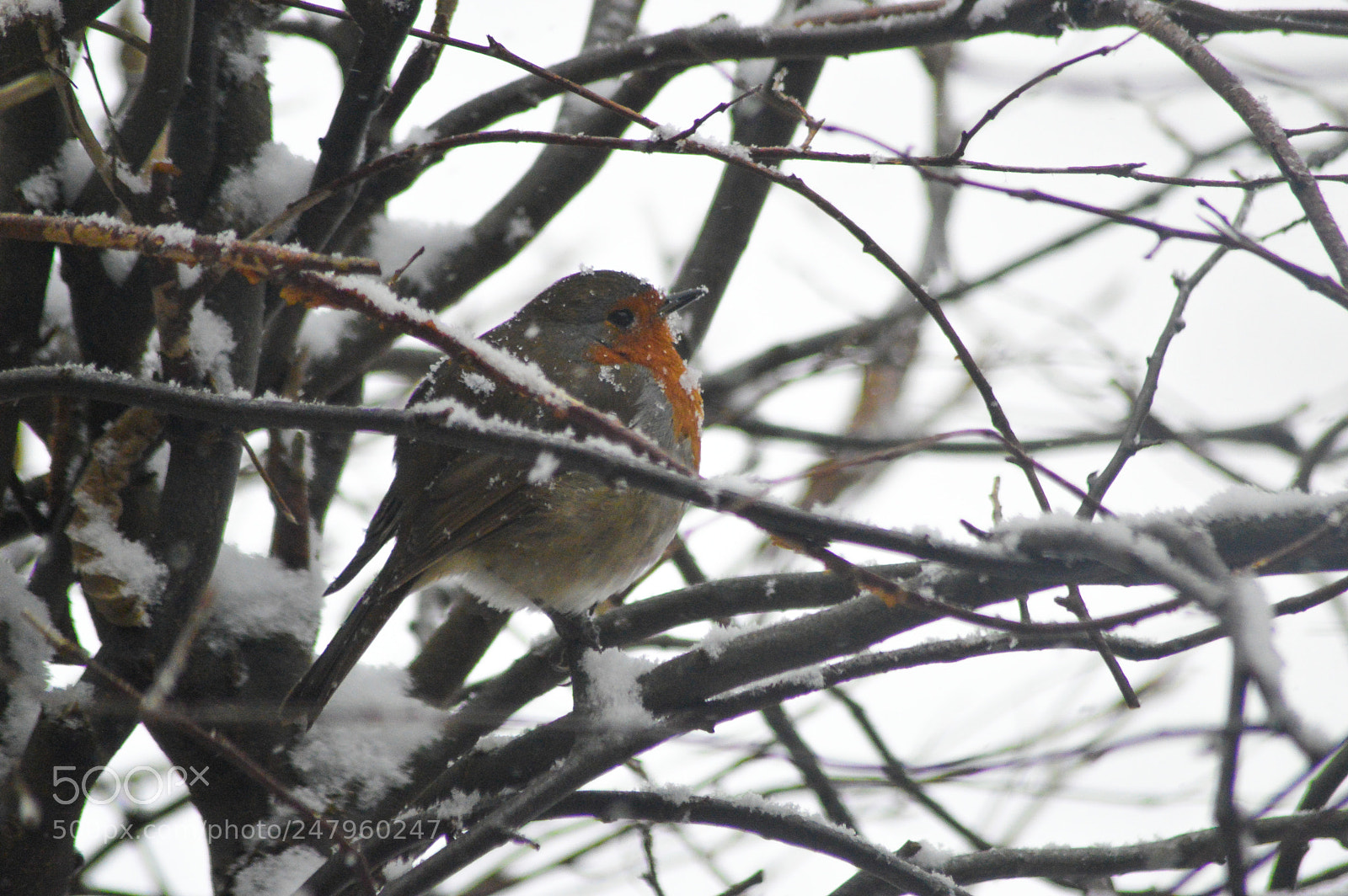 Nikon D3200 sample photo. Robin photography