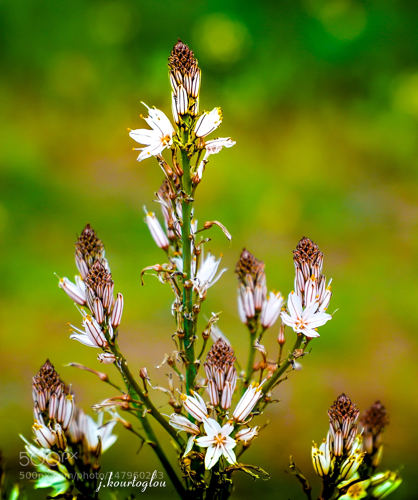 Sony a6500 sample photo. Wild flower photography