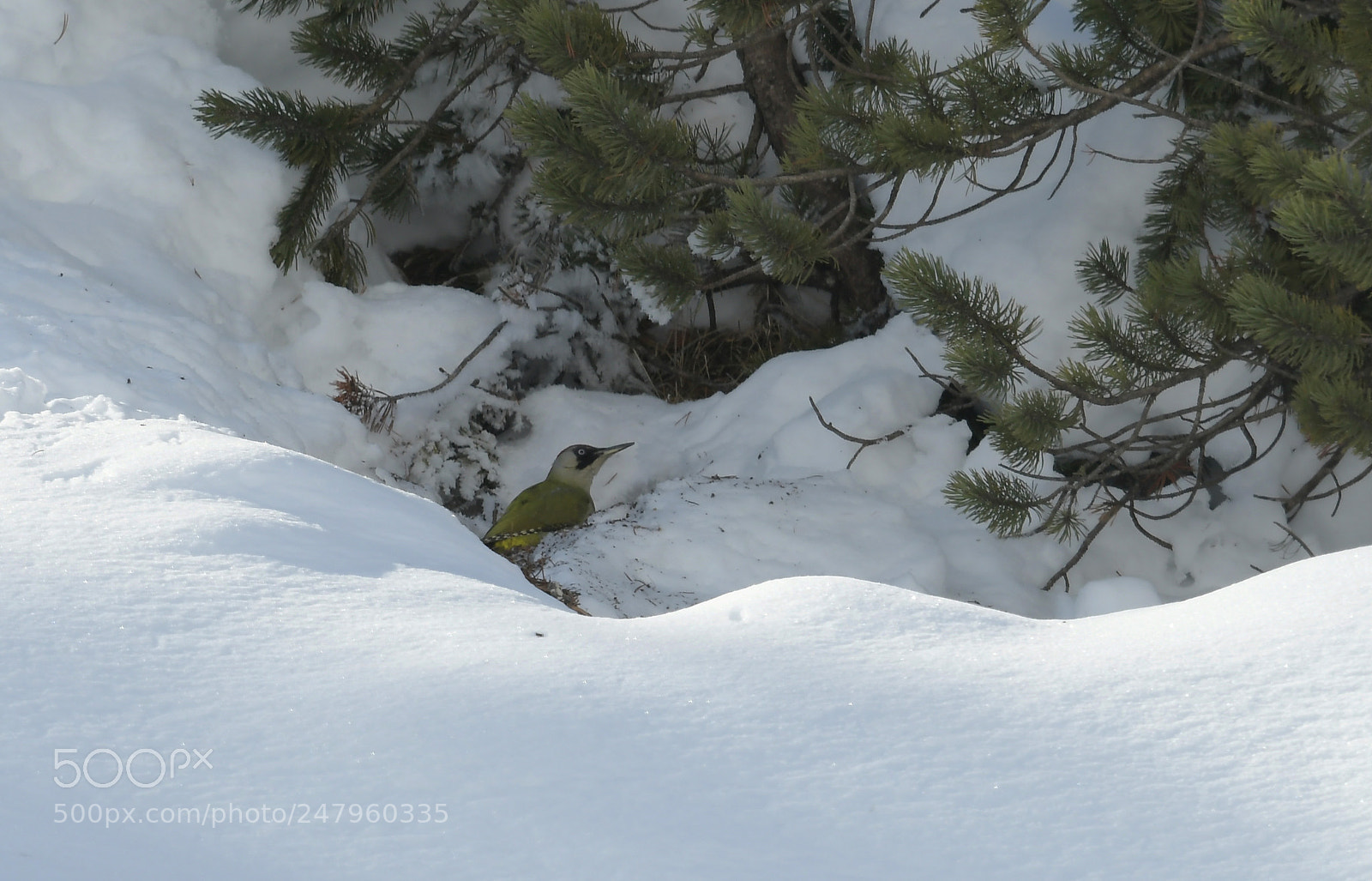 Nikon D850 sample photo. Green woodpecker in winter photography