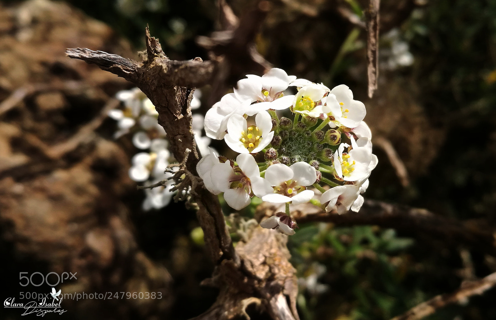 HUAWEI P9 Plus sample photo. Una bella flor... photography