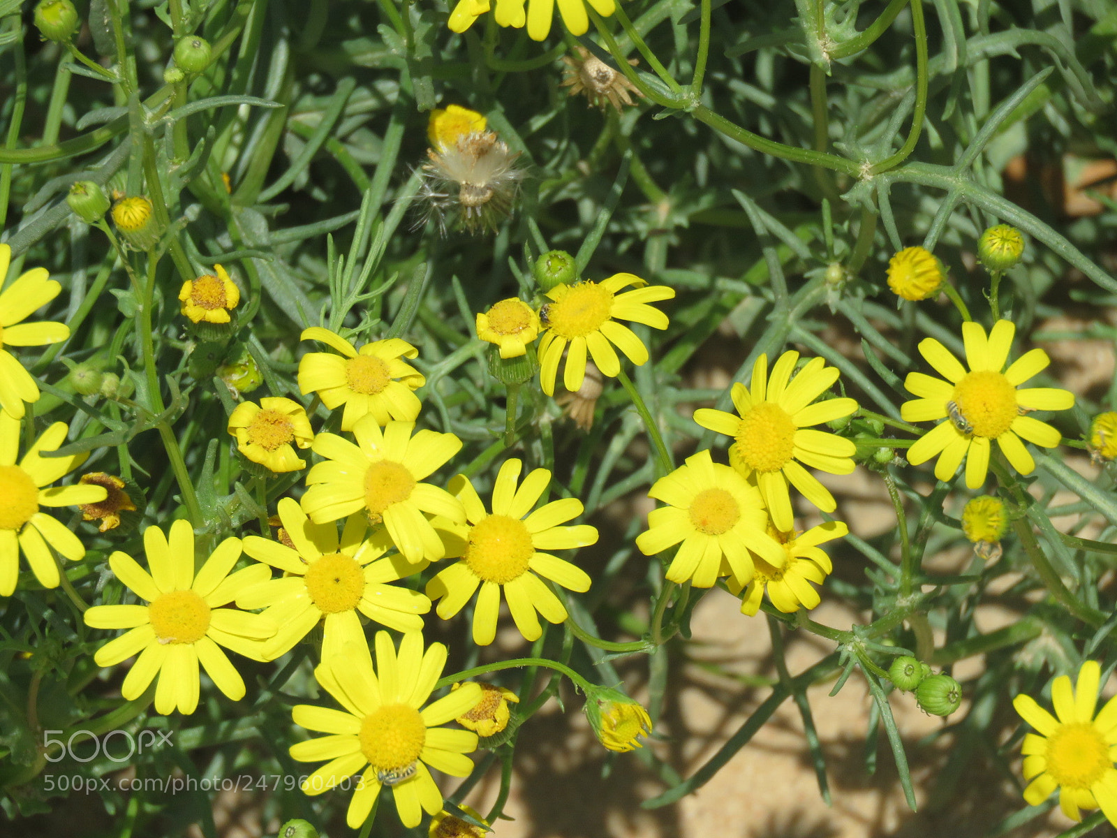 Canon PowerShot SX60 HS sample photo. Untitled photography