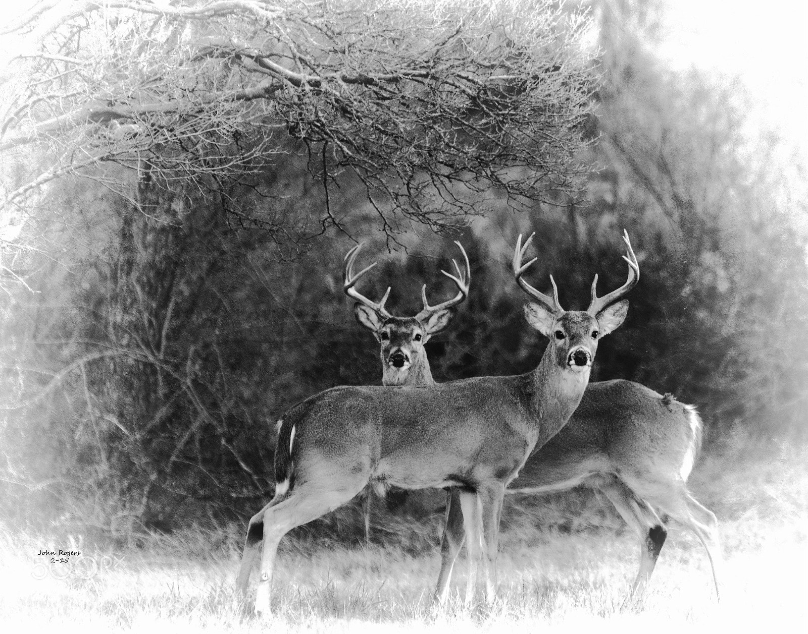 Nikon D800 sample photo. Copybw photography