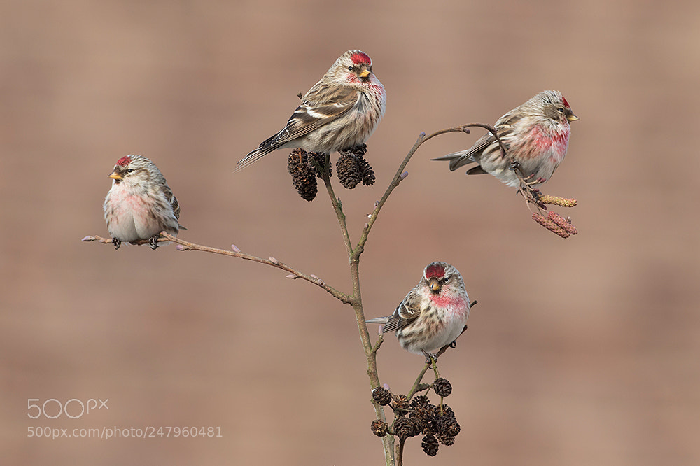 Canon EOS 7D Mark II sample photo. Four mealy redpoll photography