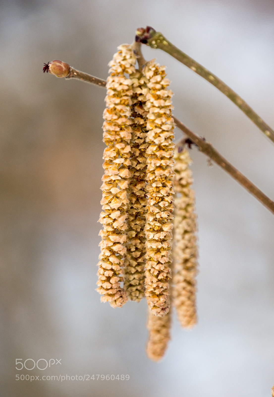 Panasonic DMC-G70 sample photo. Birch sprigs photography