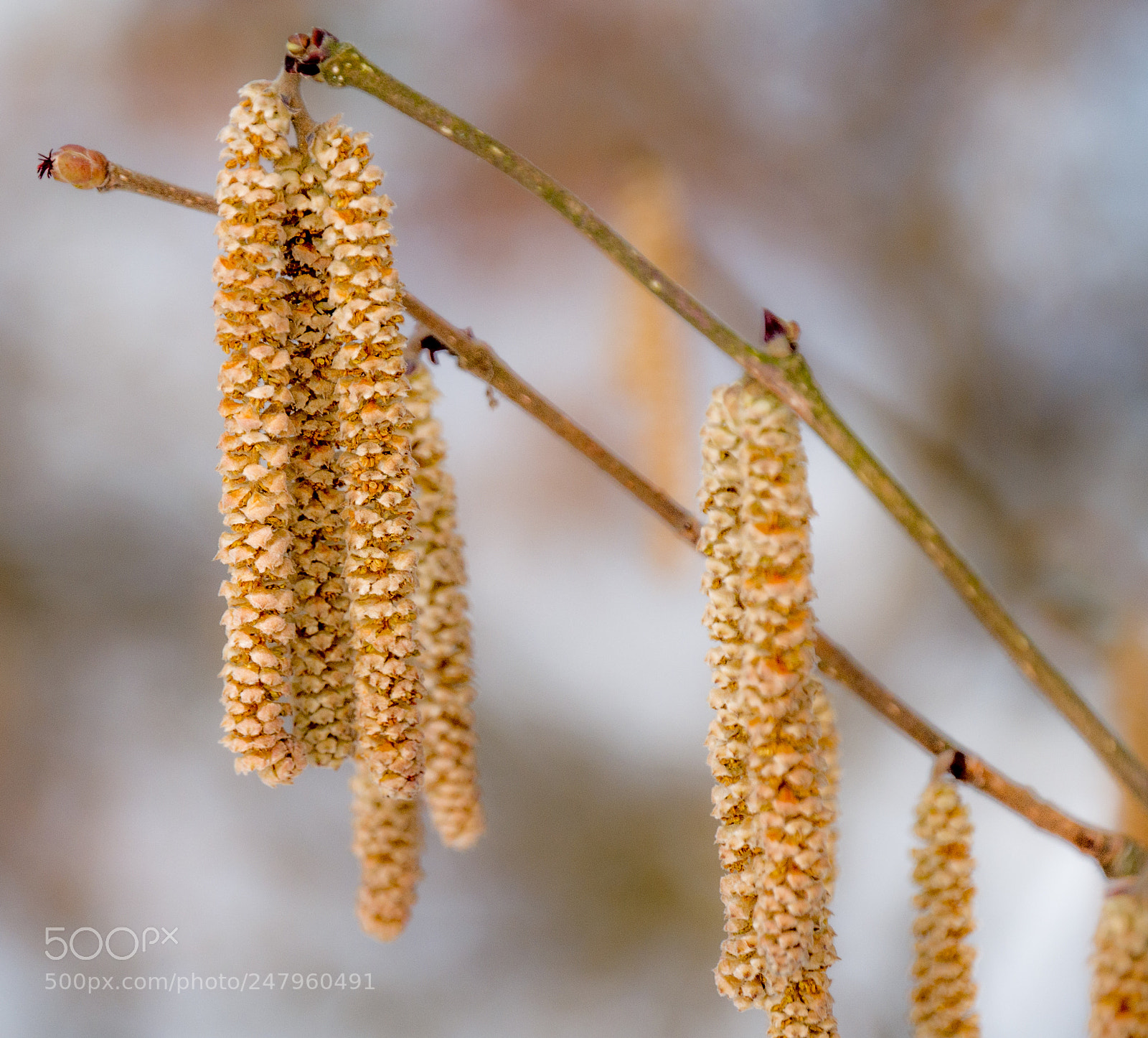 Panasonic DMC-G70 sample photo. Birch sprigs photography