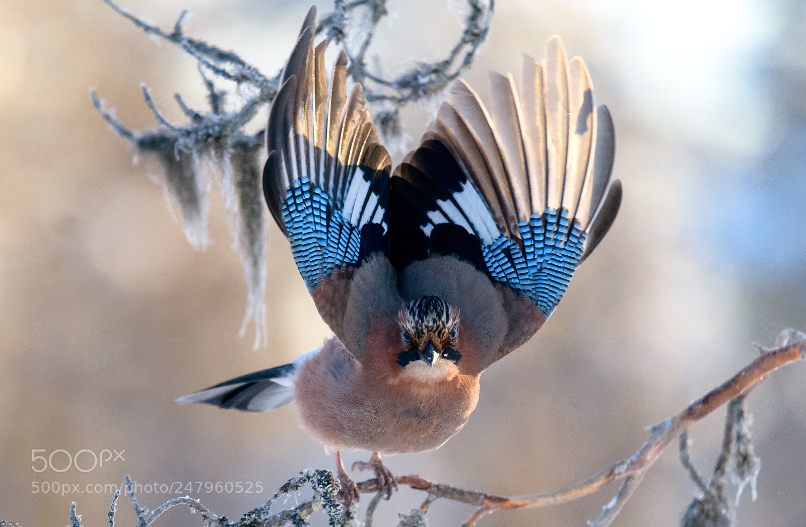 Nikon D850 sample photo. Garrulus glandarius photography