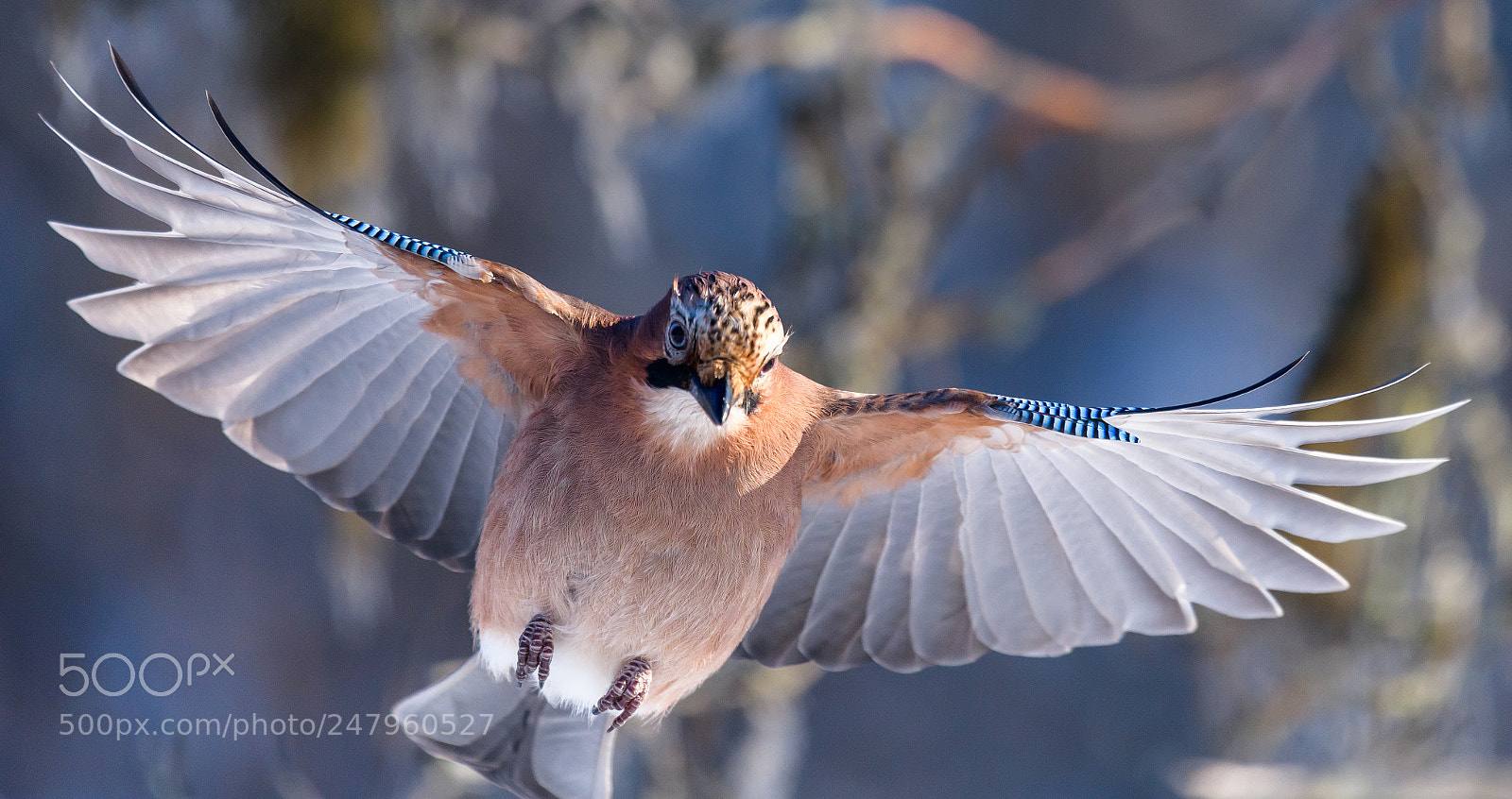 Nikon D850 sample photo. Garrulus glandarius photography