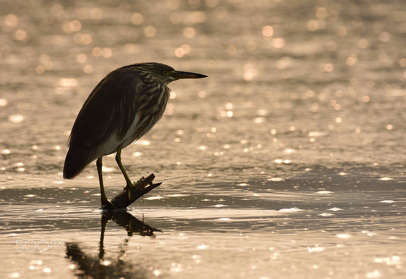 Nikon AF-S Nikkor 200-500mm F5.6E ED VR sample photo. Golden hues photography