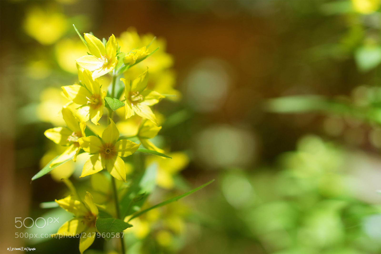 Sony a7 II sample photo. In thoughts of the photography