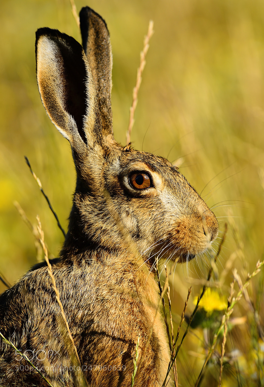 Nikon D800 sample photo. Hare and mosquito lepre photography